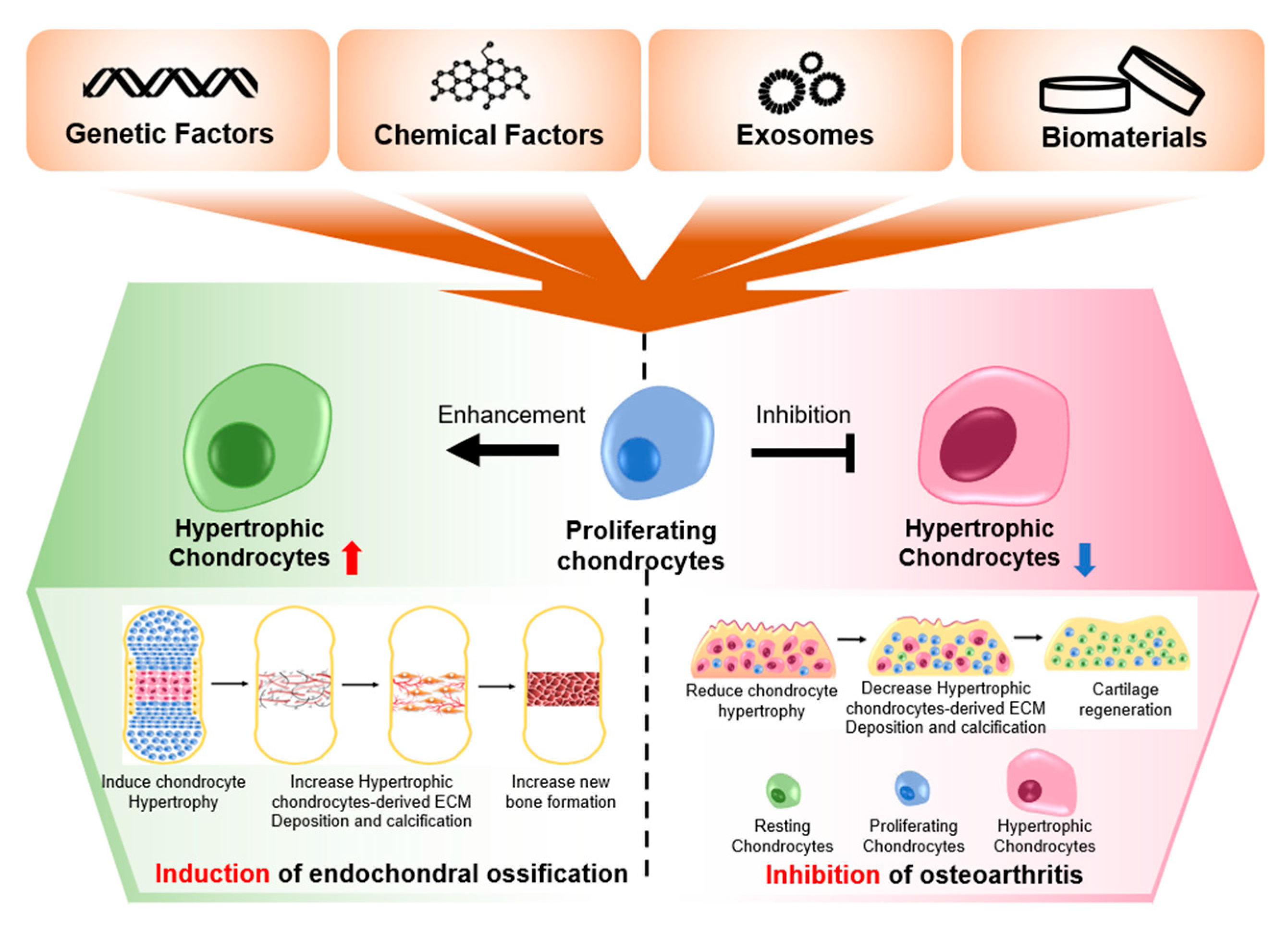 Pharmaceutics 13 01139 g003