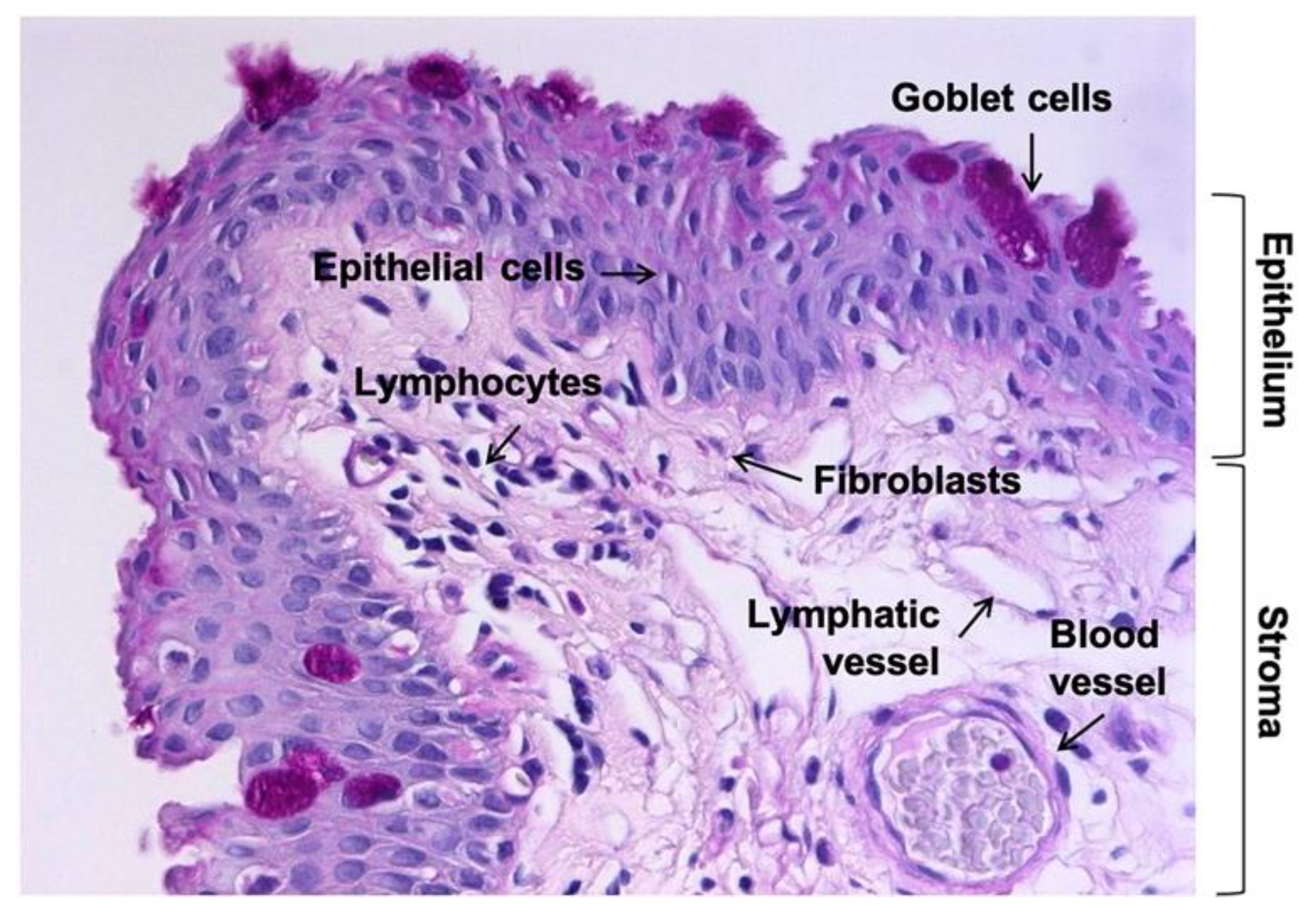 Pharmaceutics 13 01140 g001 Pharmaceutics 13 01140 g001