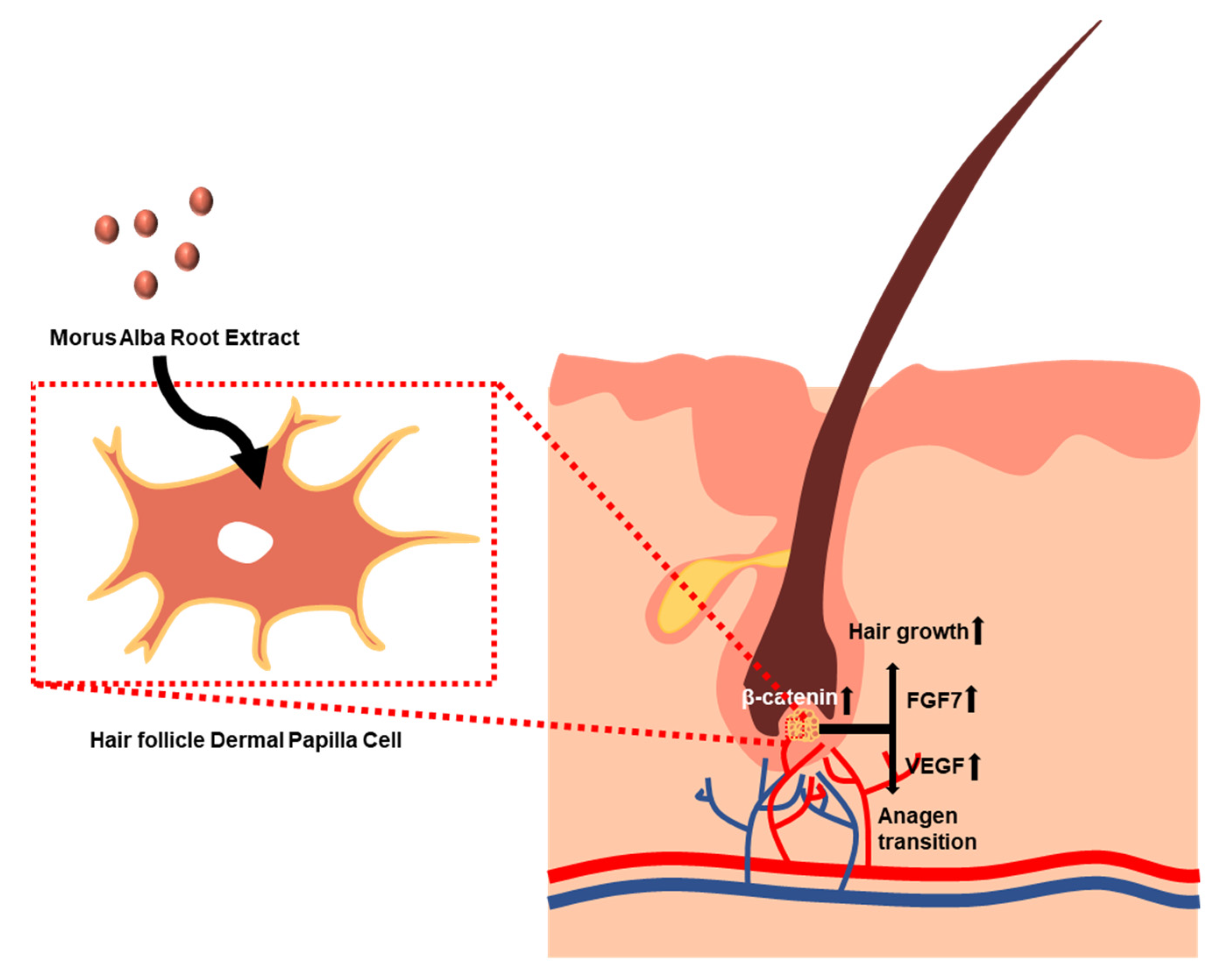 Pharmaceutics | Free Full-Text | Morus alba Root Extract Induces the Anagen  Phase in the Human Hair Follicle Dermal Papilla Cells