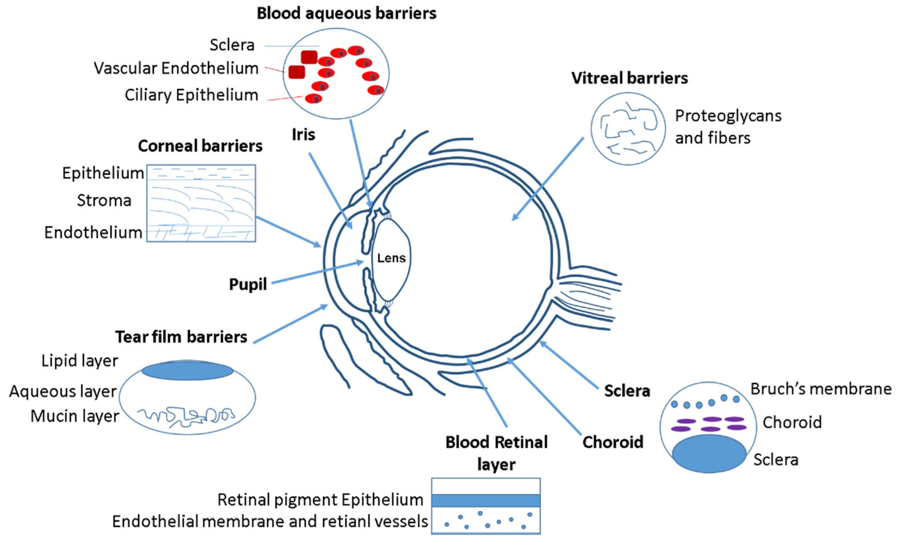 Pharmaceutics 13 01157 g001 Pharmaceutics 13 01157 g001