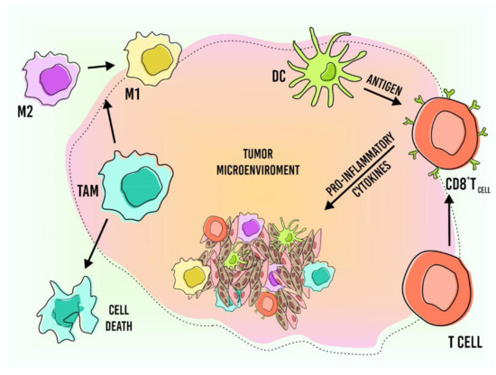 Nanocarriers Used in Drug Delivery to Enhance Immune System in Cancer Therapy Nanocarriers Used in Drug Delivery to Enhance Immune System in Cancer Therapy