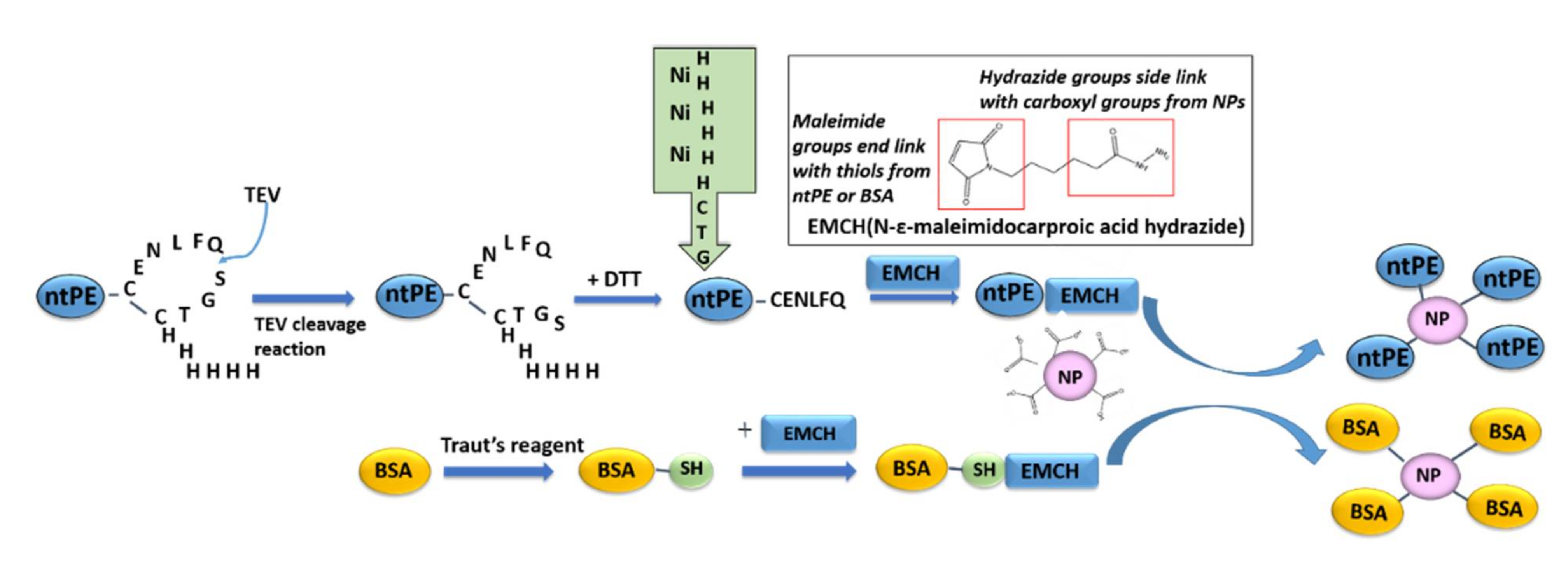 Pharmaceutics 13 01171 g003 550