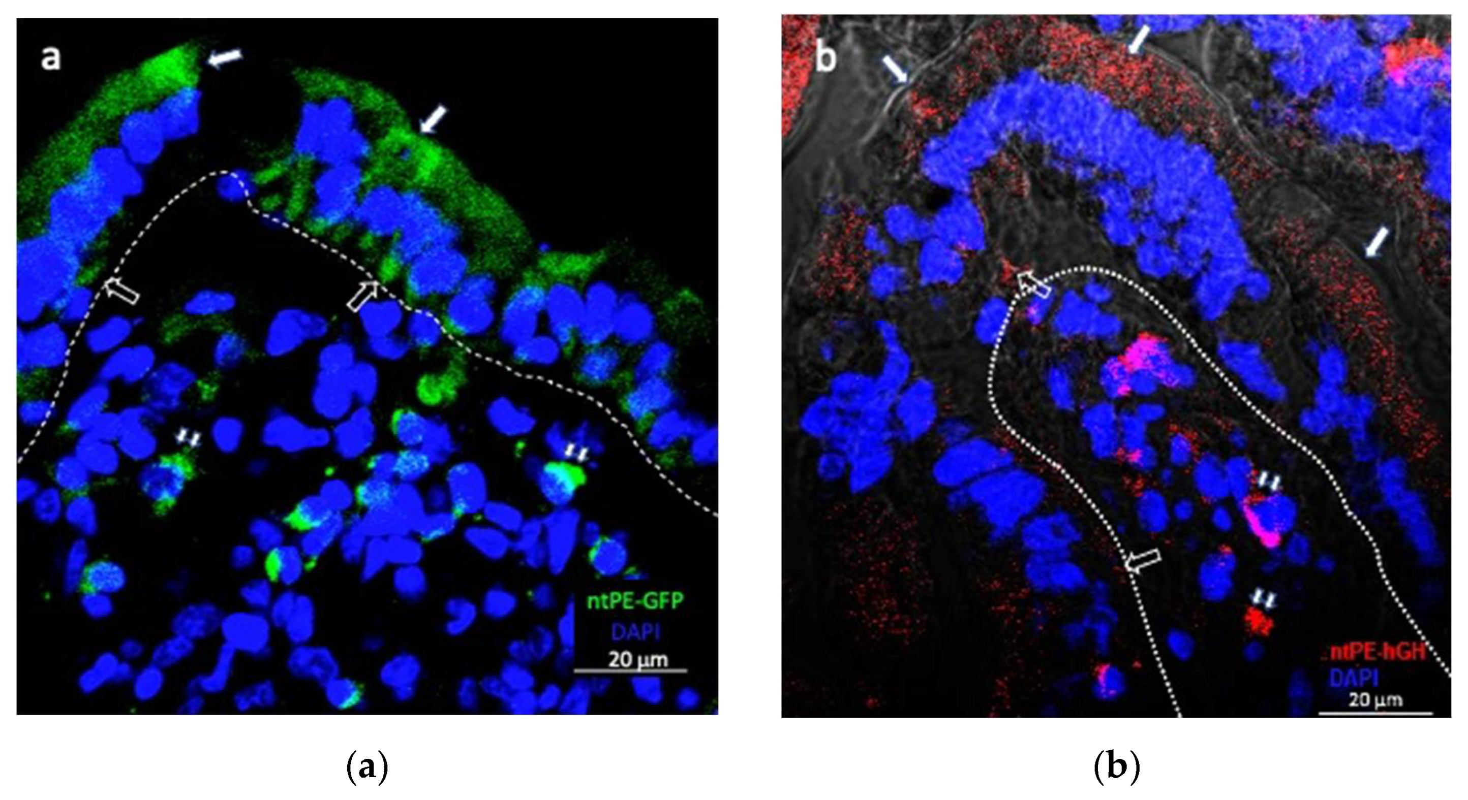 Pharmaceutics 13 01171 g006 550