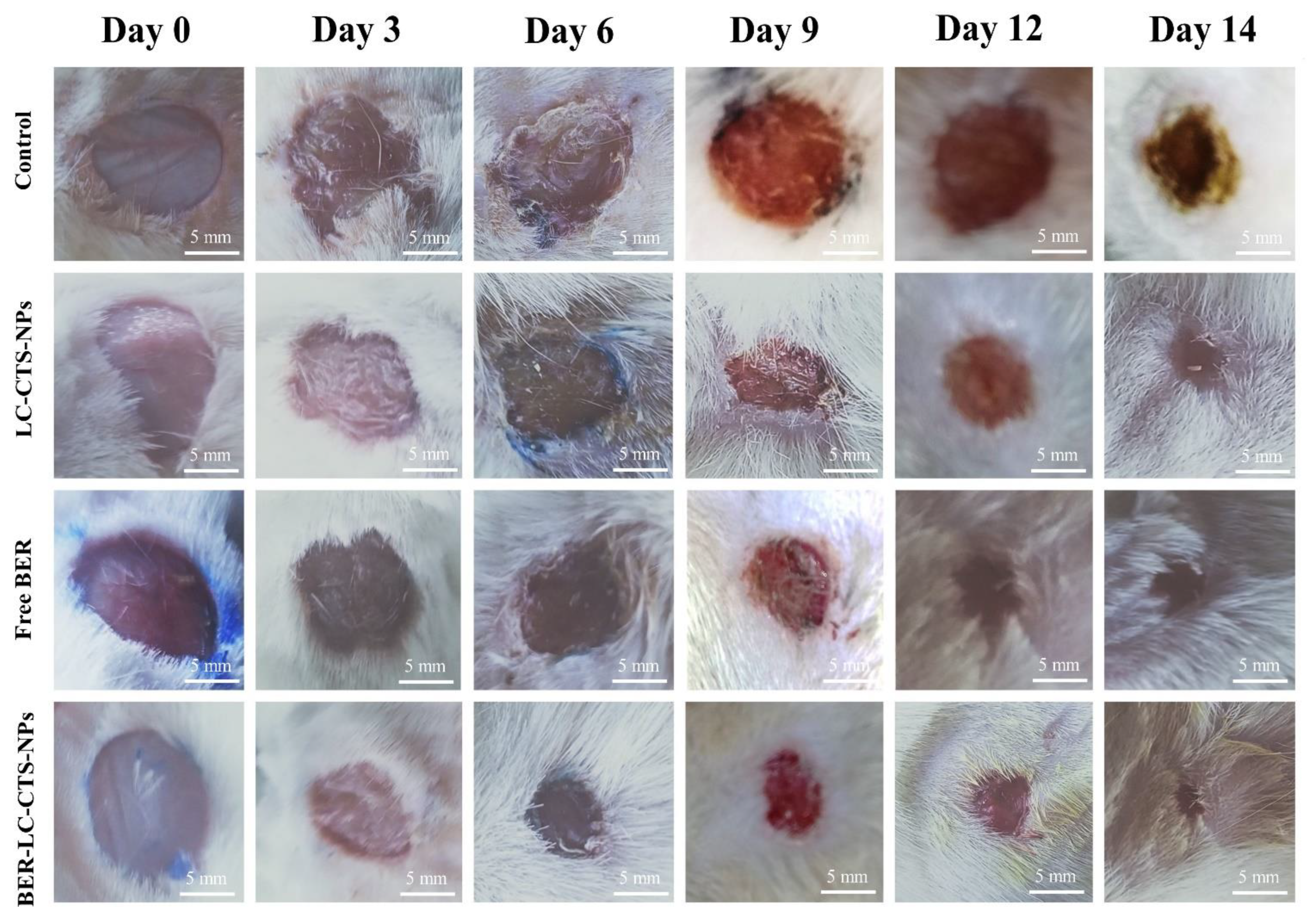 Pharmaceutics 13 01197 g006