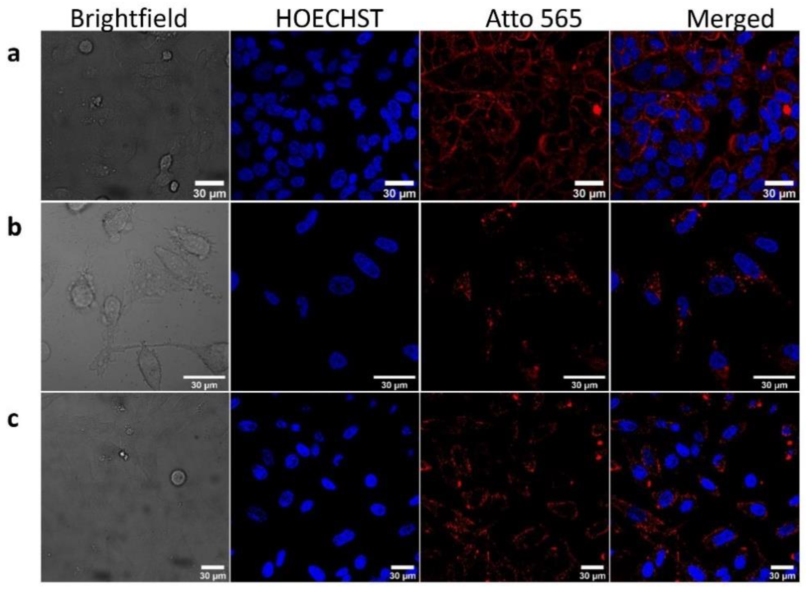 Pharmaceutics 13 01204 g007