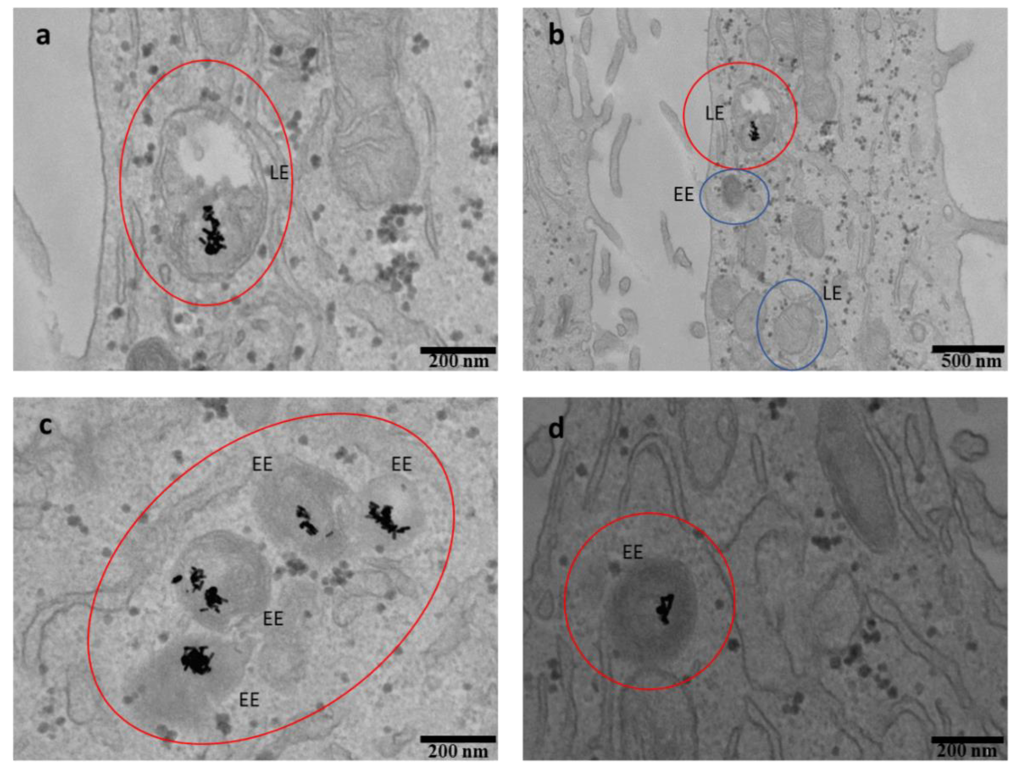 Pharmaceutics 13 01204 g008