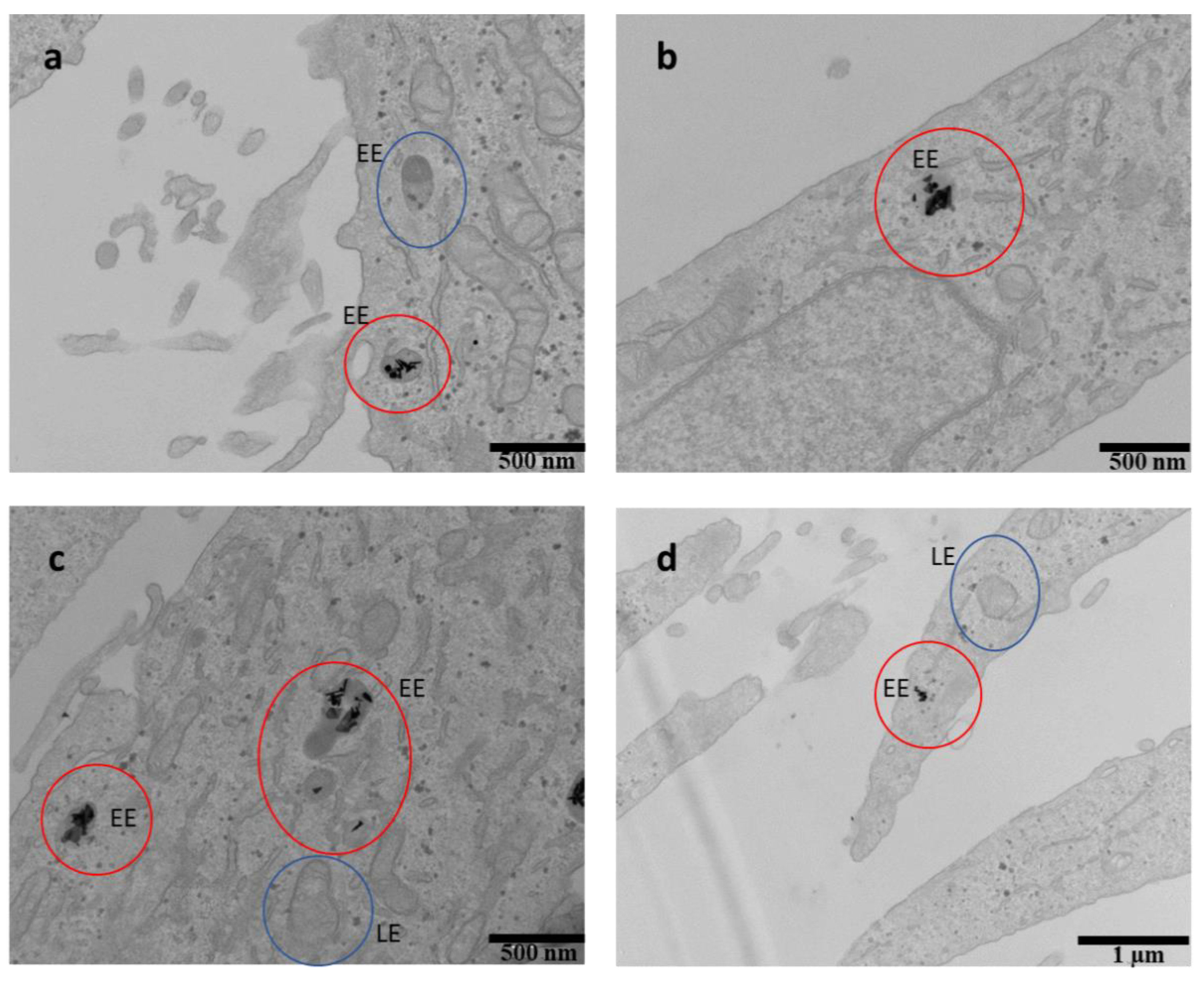 Pharmaceutics 13 01204 g009