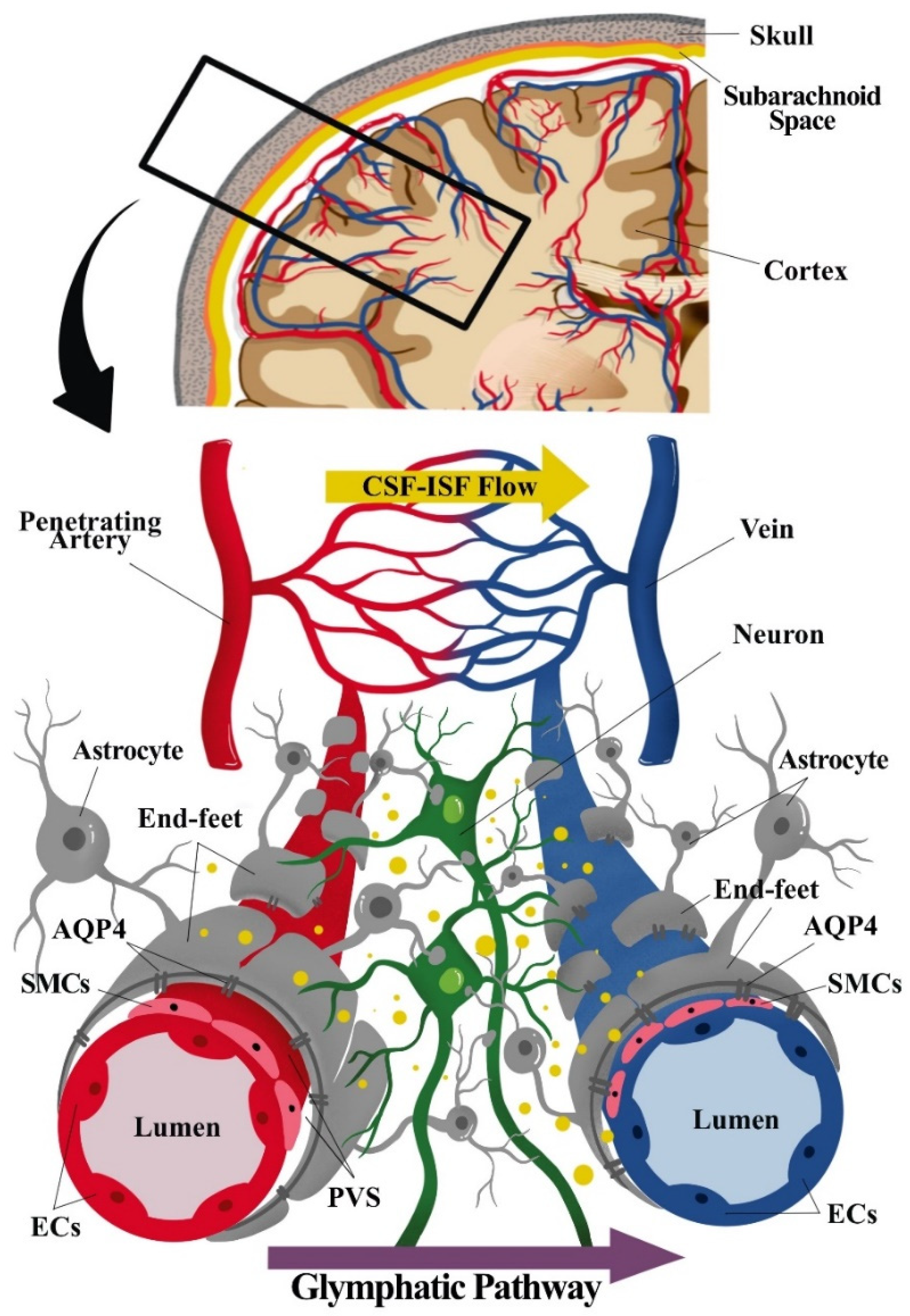 Pharmaceutics 13 01207 g001 Pharmaceutics 13 01207 g001