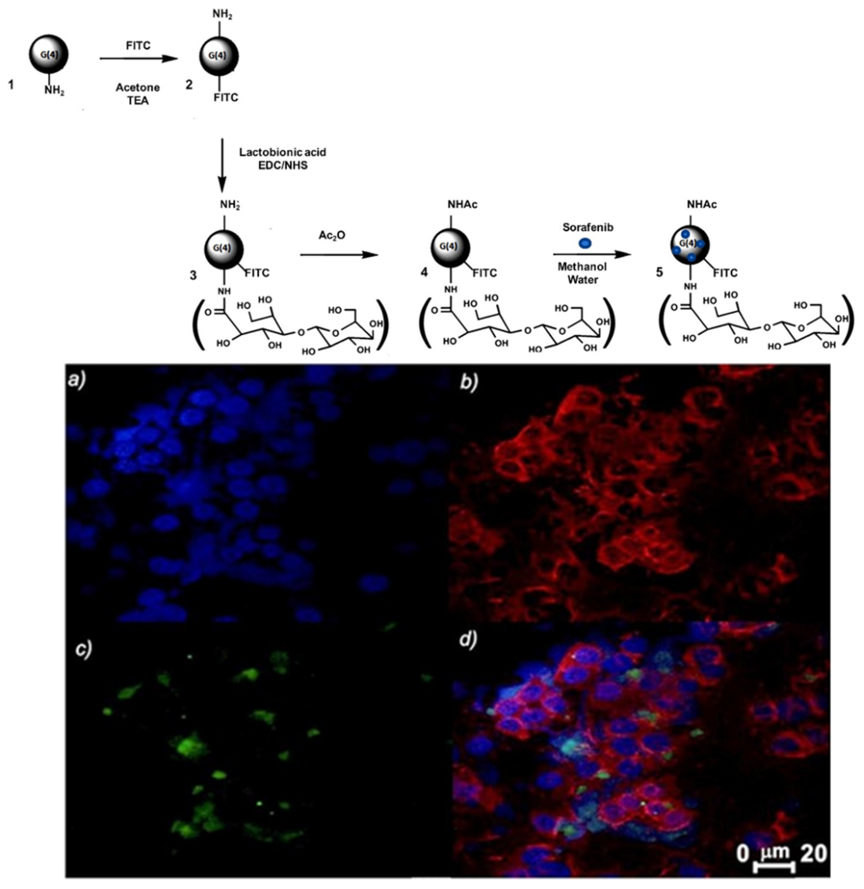 Pharmaceutics 13 01214 g005 Pharmaceutics 13 01214 g005