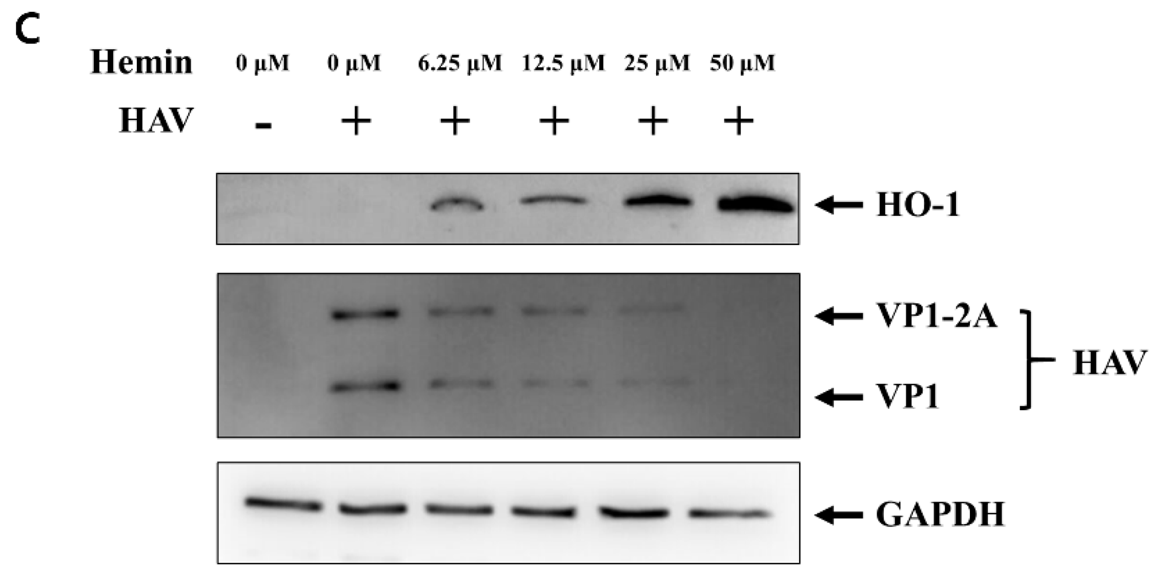 Pharmaceutics 13 01229 g001b