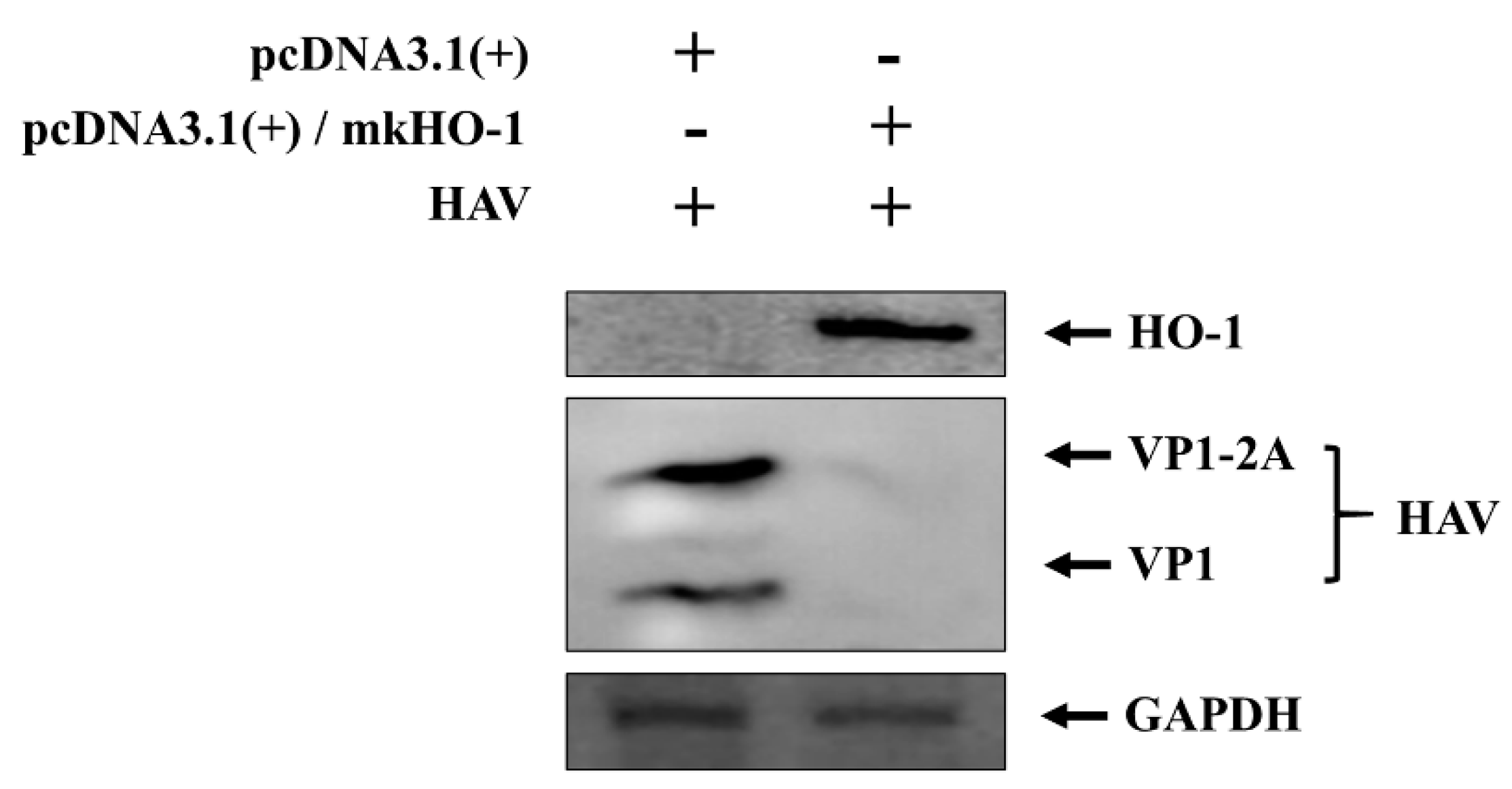 Pharmaceutics 13 01229 g002