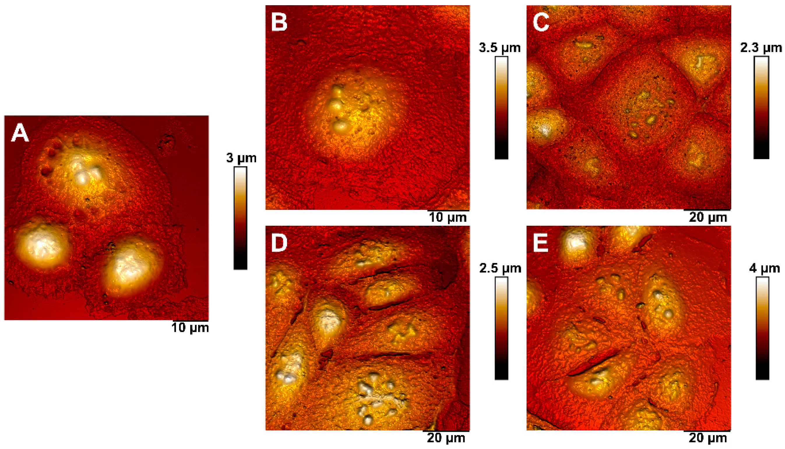 Pharmaceutics 13 01230 g006 550