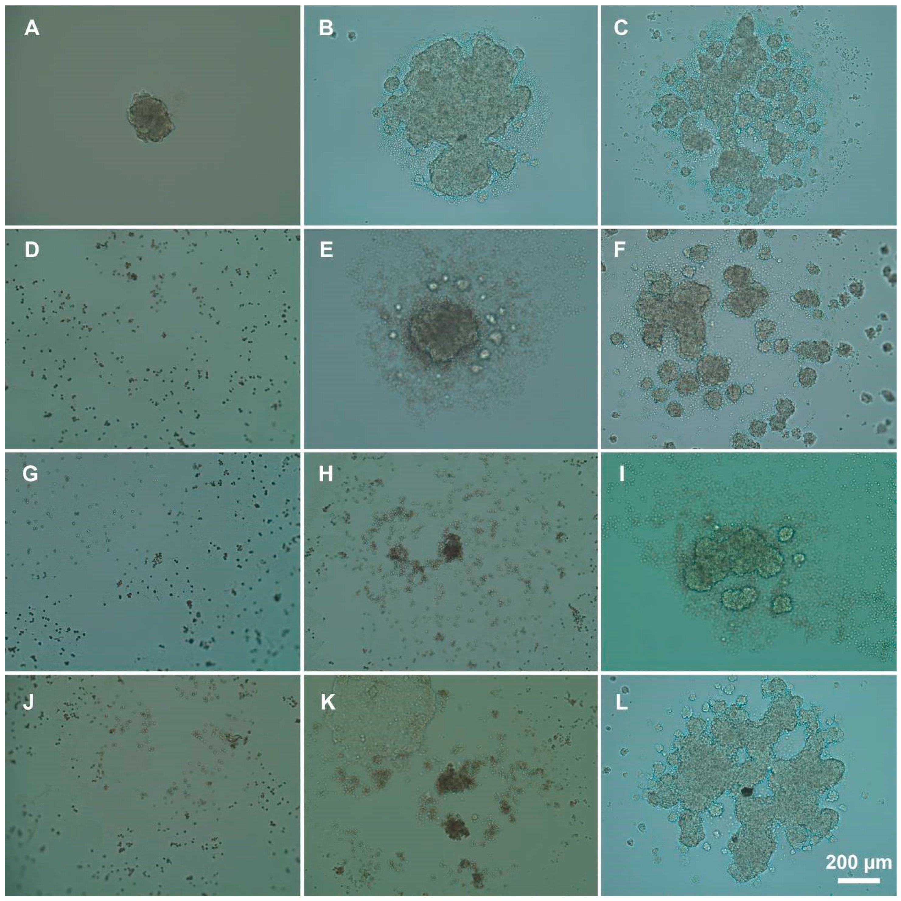 Pharmaceutics 13 01230 g009 550