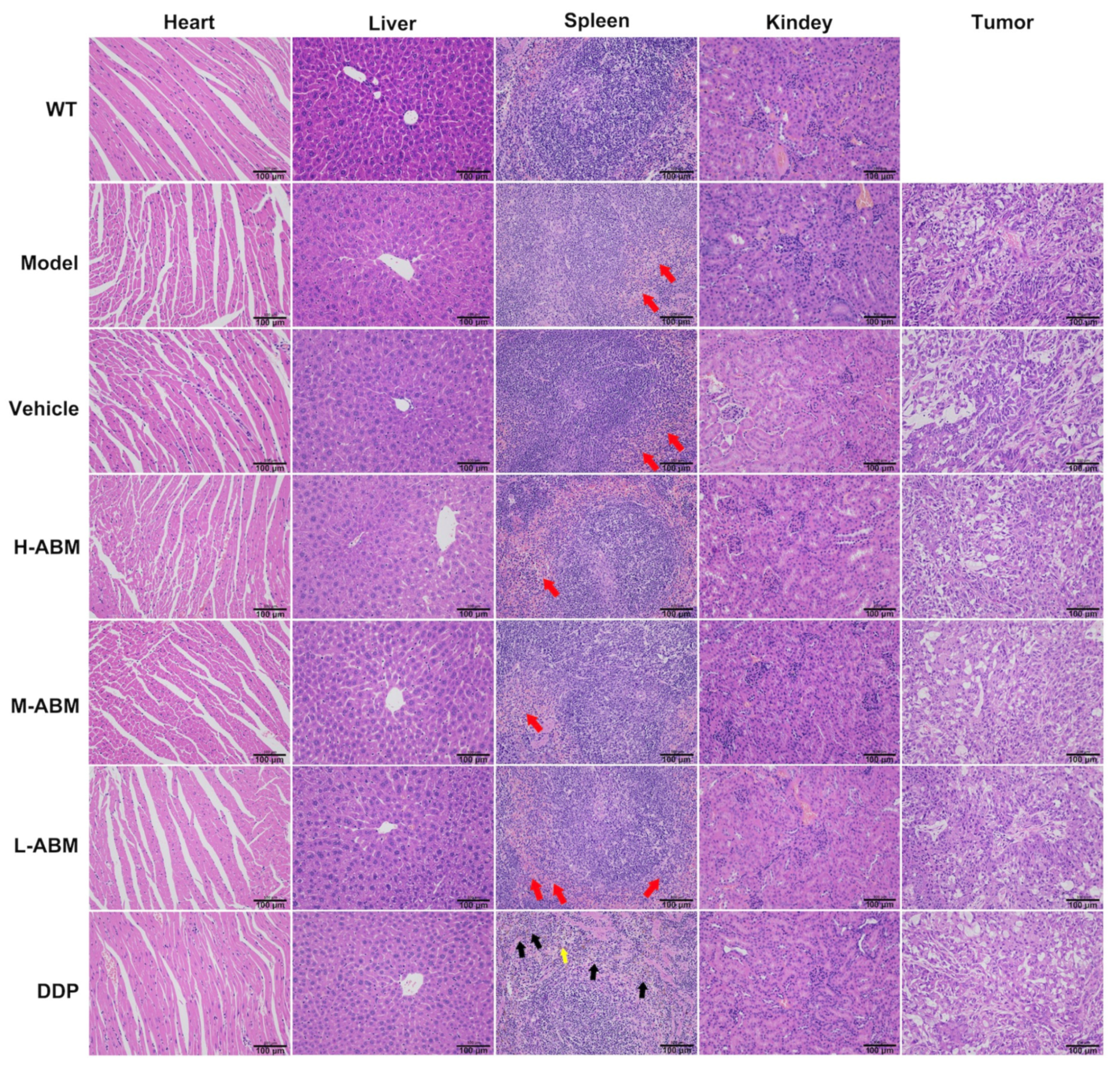 Pharmaceutics 13 01236 g010 550