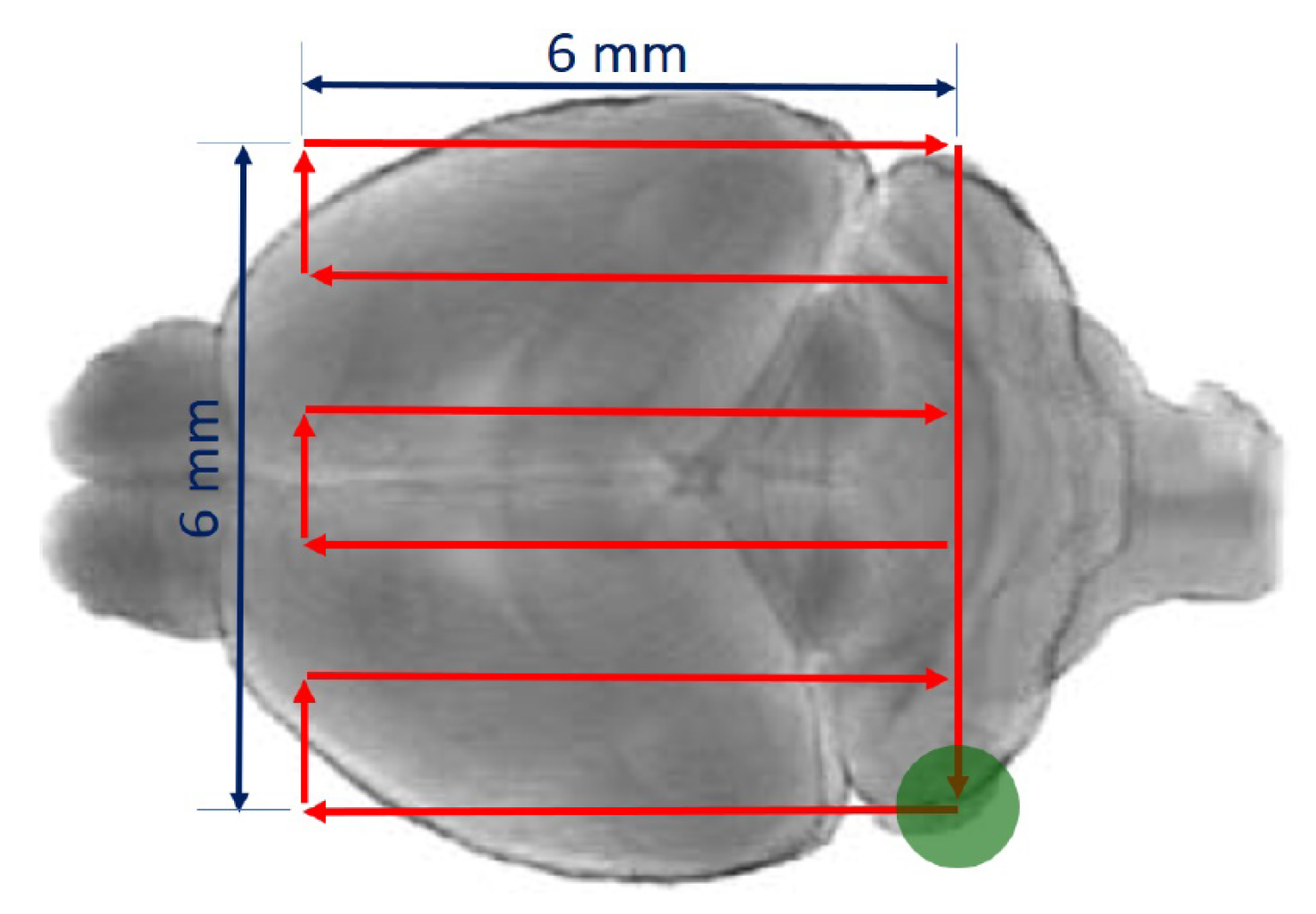 Pharmaceutics 13 01245 g001 Pharmaceutics 13 01245 g001