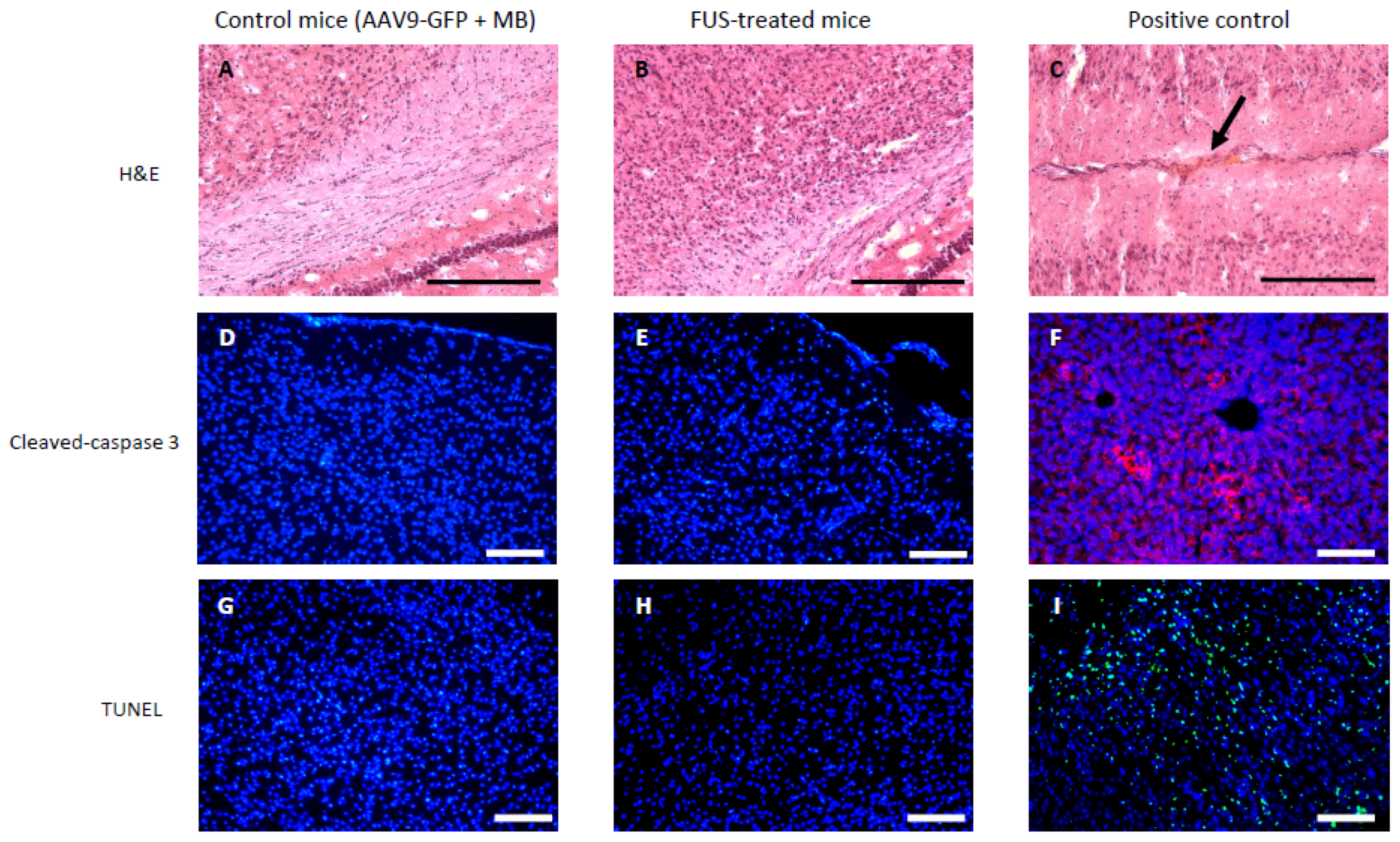 Pharmaceutics 13 01245 g003 Pharmaceutics 13 01245 g003