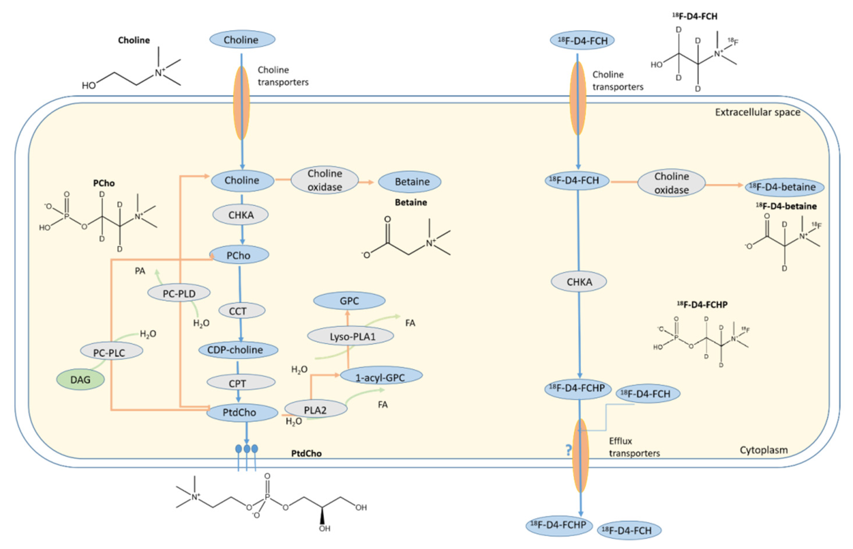 Pharmaceutics 13 01246 g001