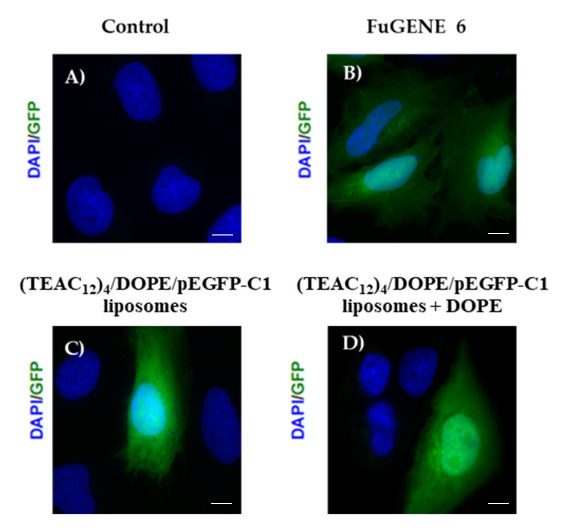 Pharmaceutics 13 01250 g011