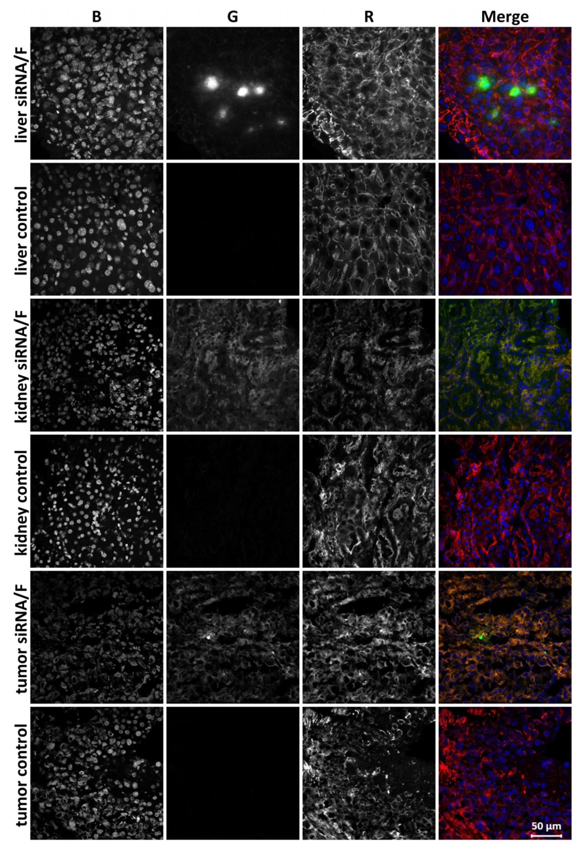 Pharmaceutics 13 01252 g004