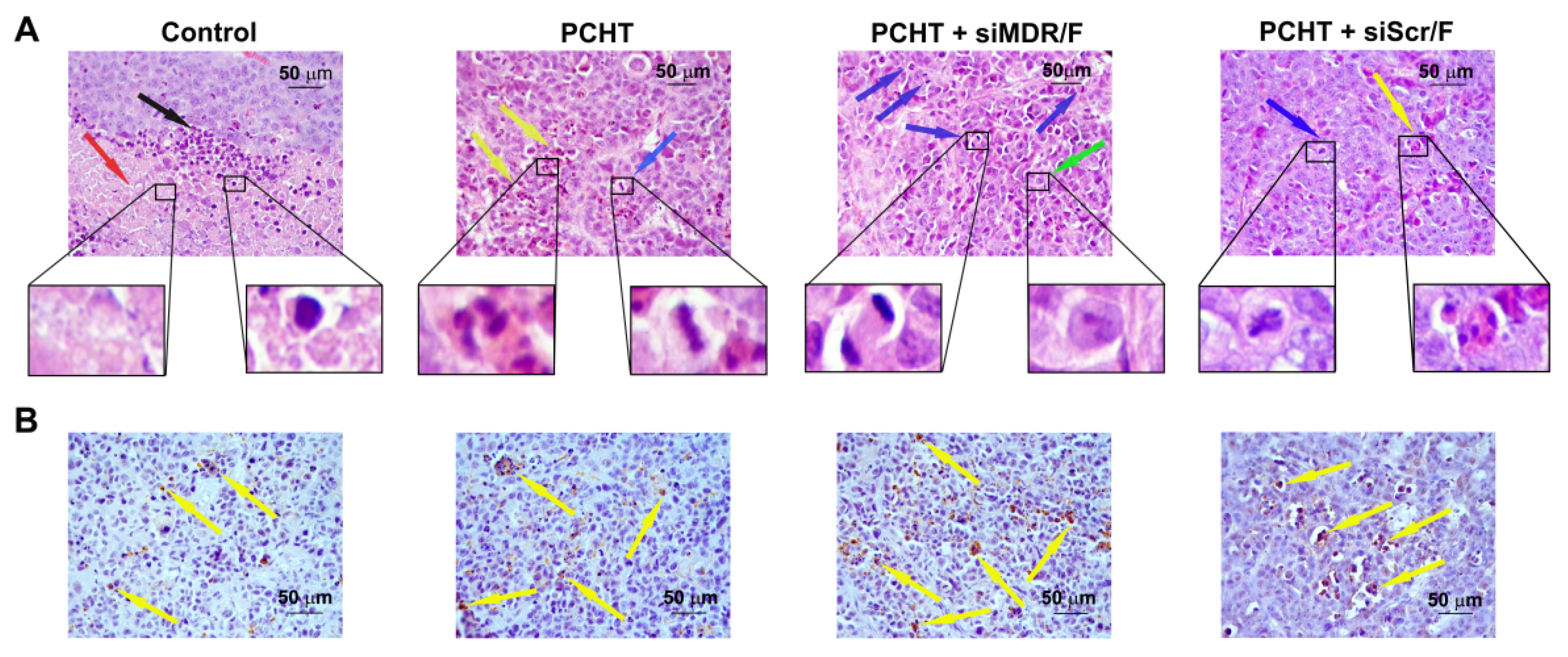Pharmaceutics 13 01252 g006
