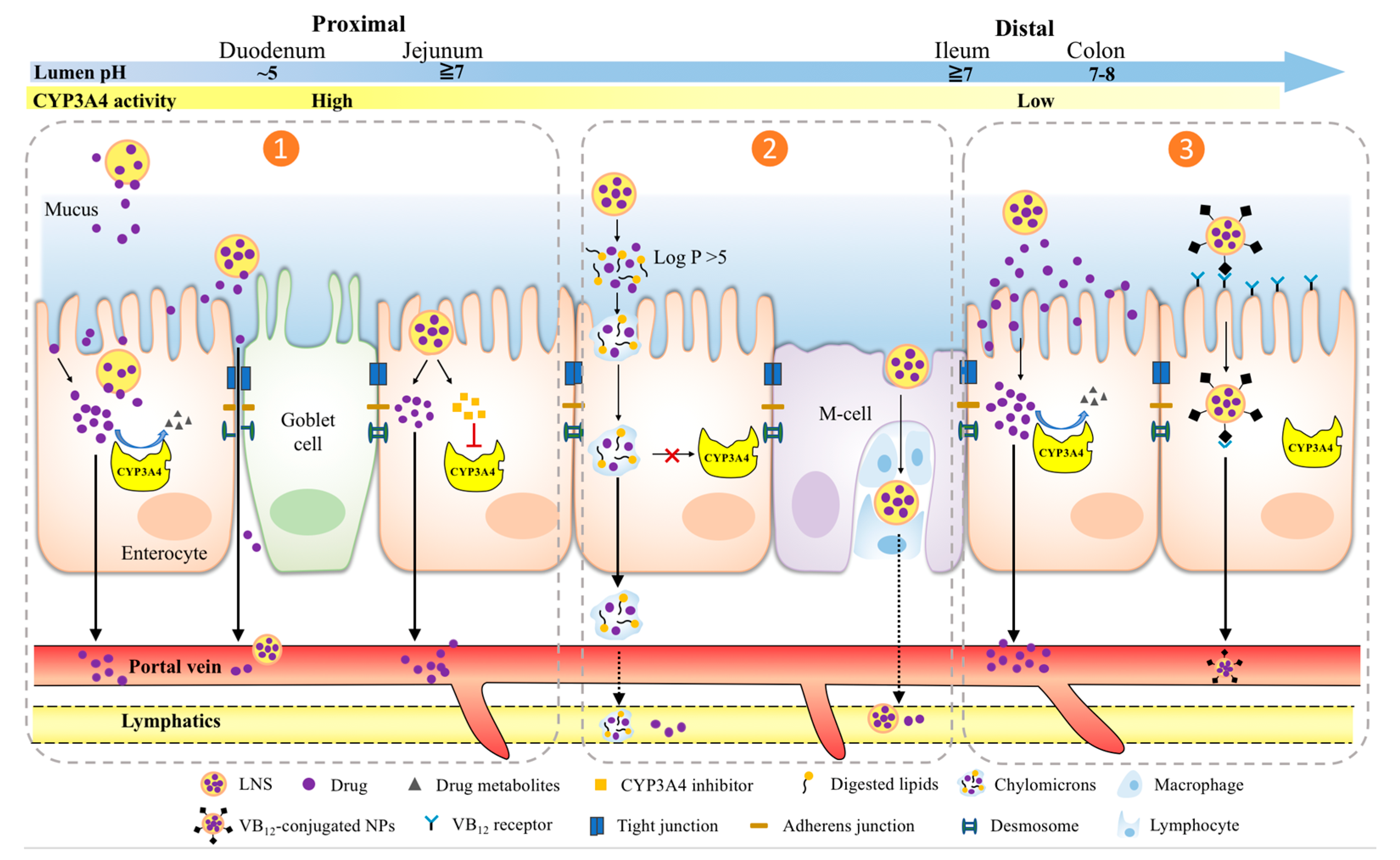 Pharmaceutics 13 01261 g002 Pharmaceutics 13 01261 g002