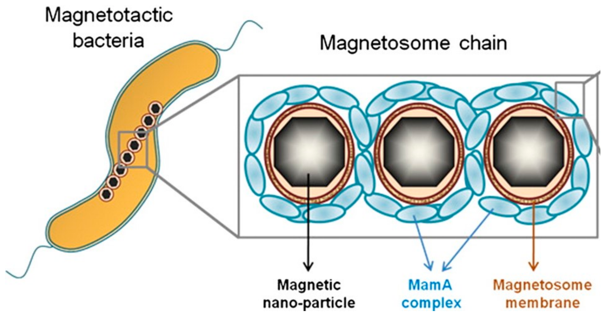 Pharmaceutics 13 01262 g002 Pharmaceutics 13 01262 g002