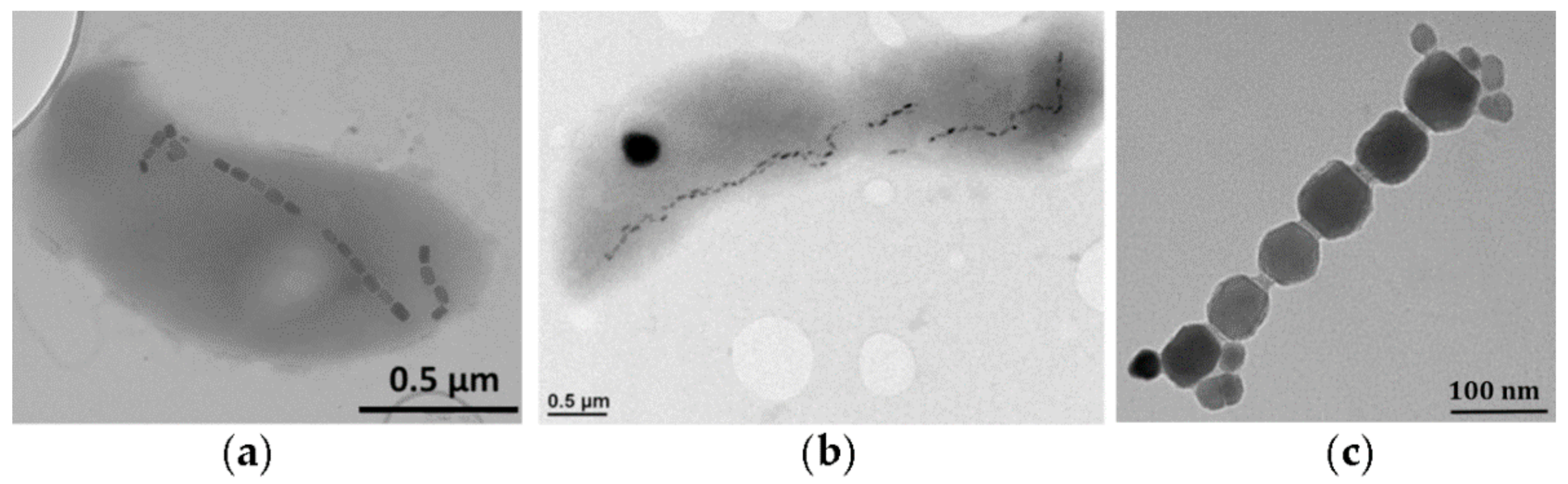Pharmaceutics 13 01262 g003 Pharmaceutics 13 01262 g003