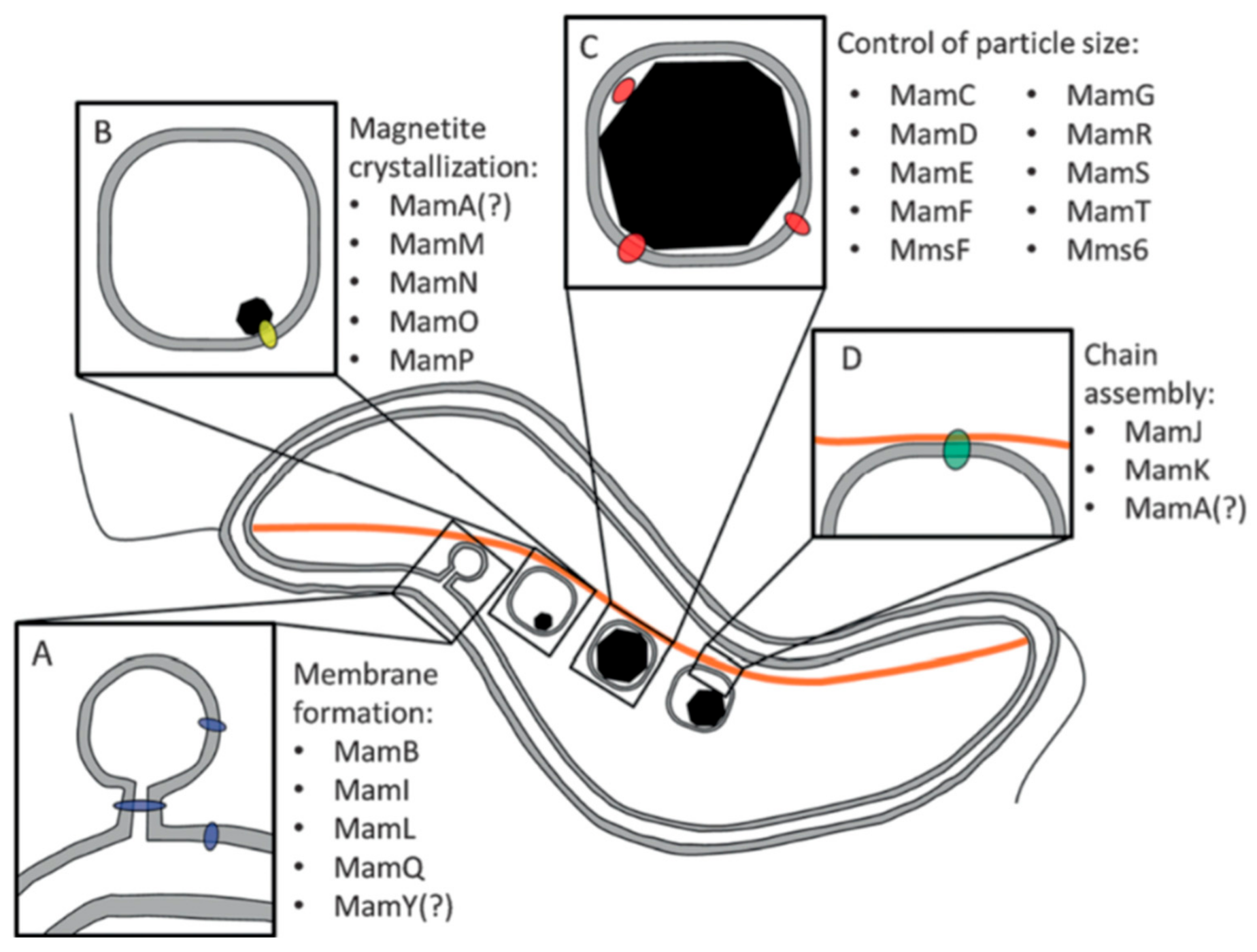 Pharmaceutics 13 01262 g004 Pharmaceutics 13 01262 g004