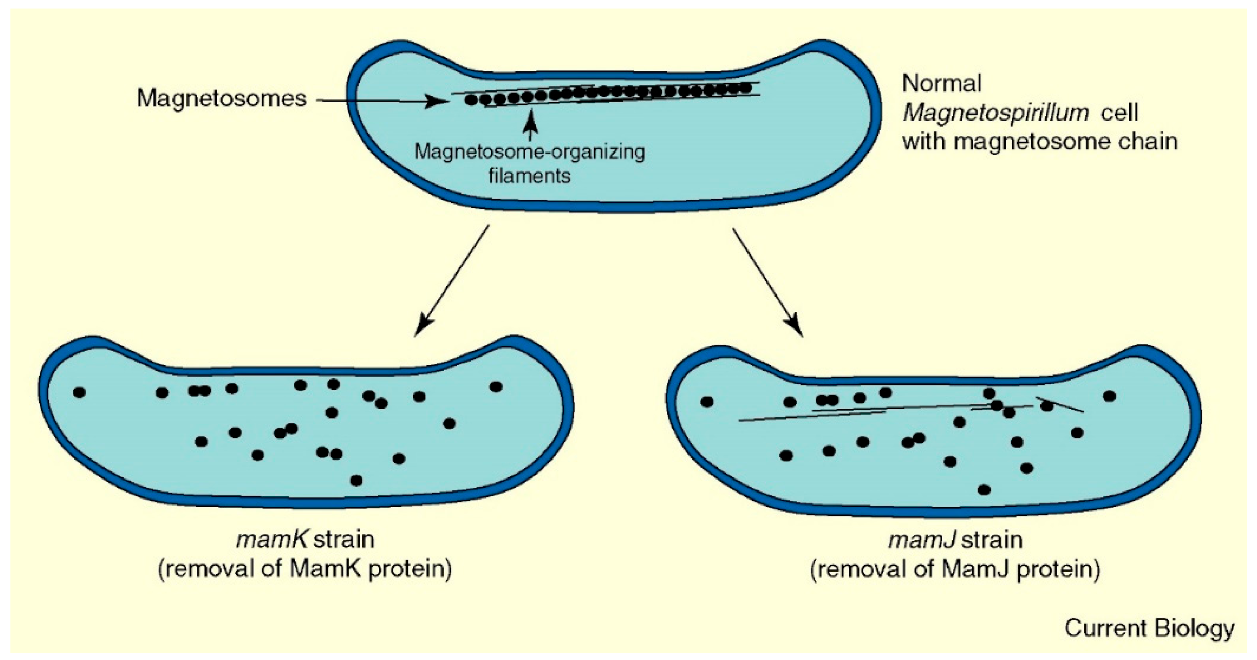 Pharmaceutics 13 01262 g005 Pharmaceutics 13 01262 g005