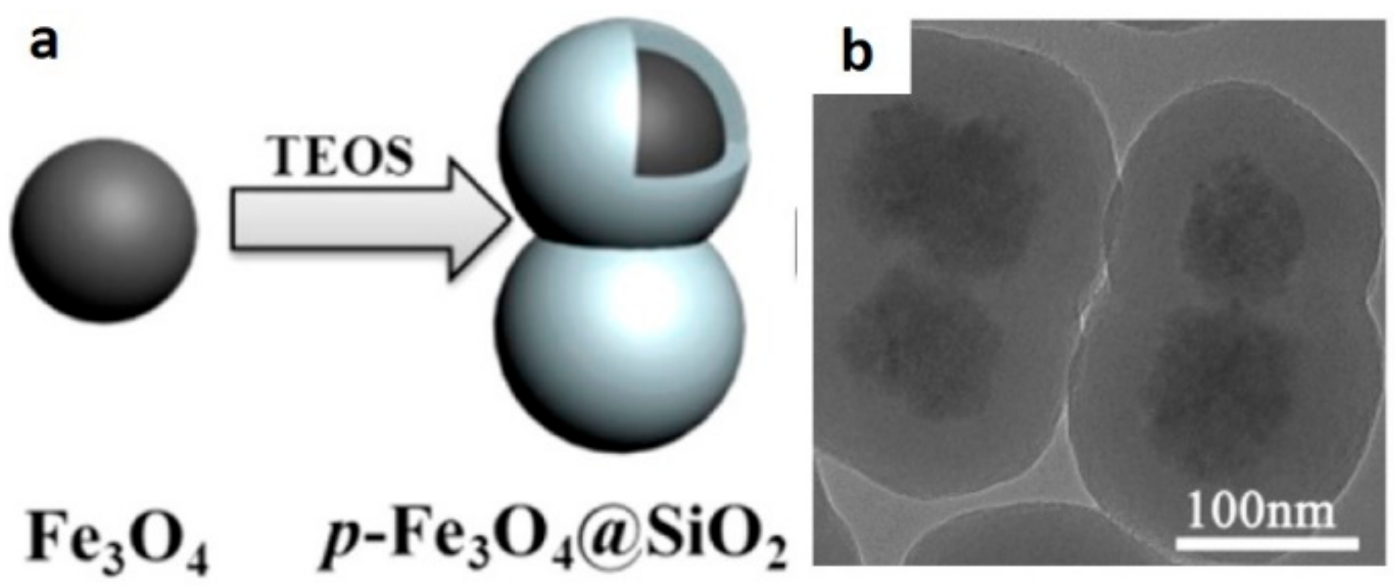 Pharmaceutics 13 01262 g008 Pharmaceutics 13 01262 g008