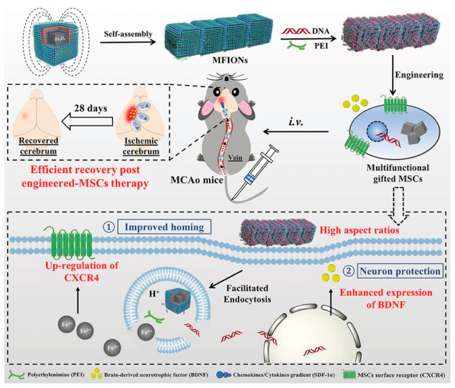 Pharmaceutics 13 01262 g011 Pharmaceutics 13 01262 g011