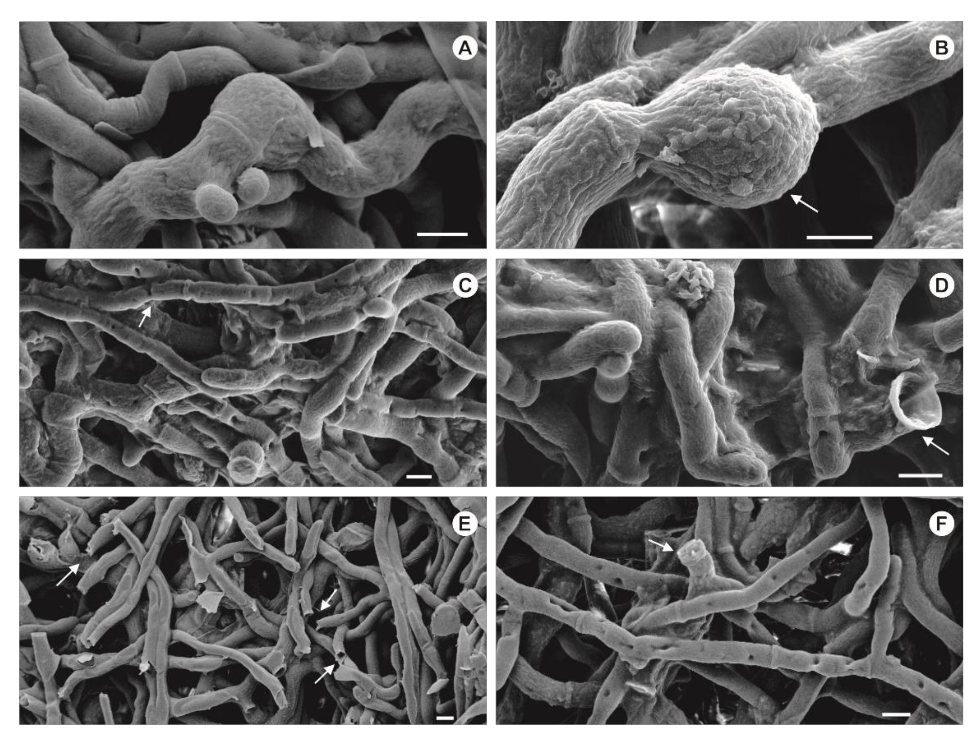 Pharmaceutics 13 01268 g006 Pharmaceutics 13 01268 g006