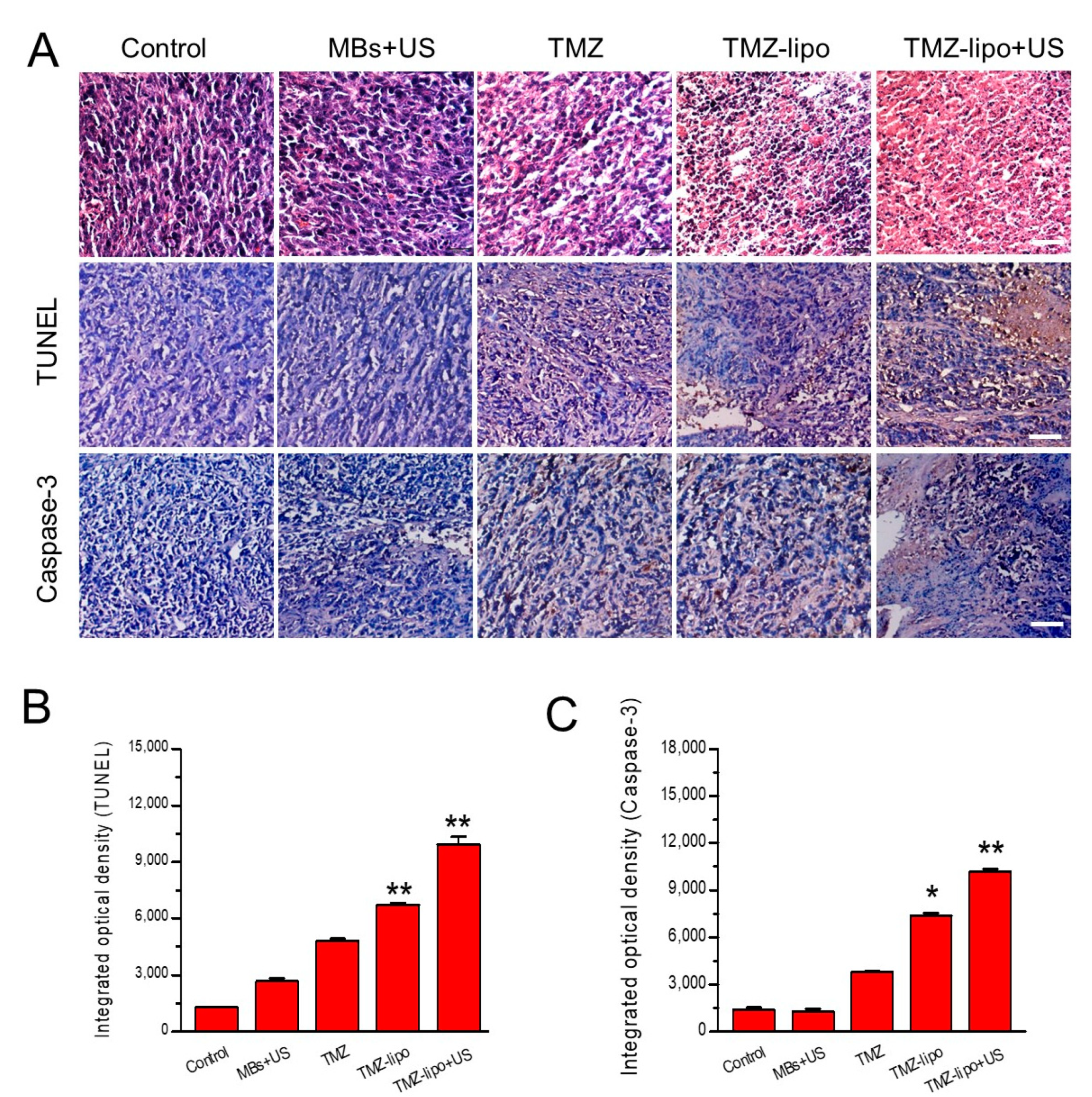 Pharmaceutics 13 01270 g007 550