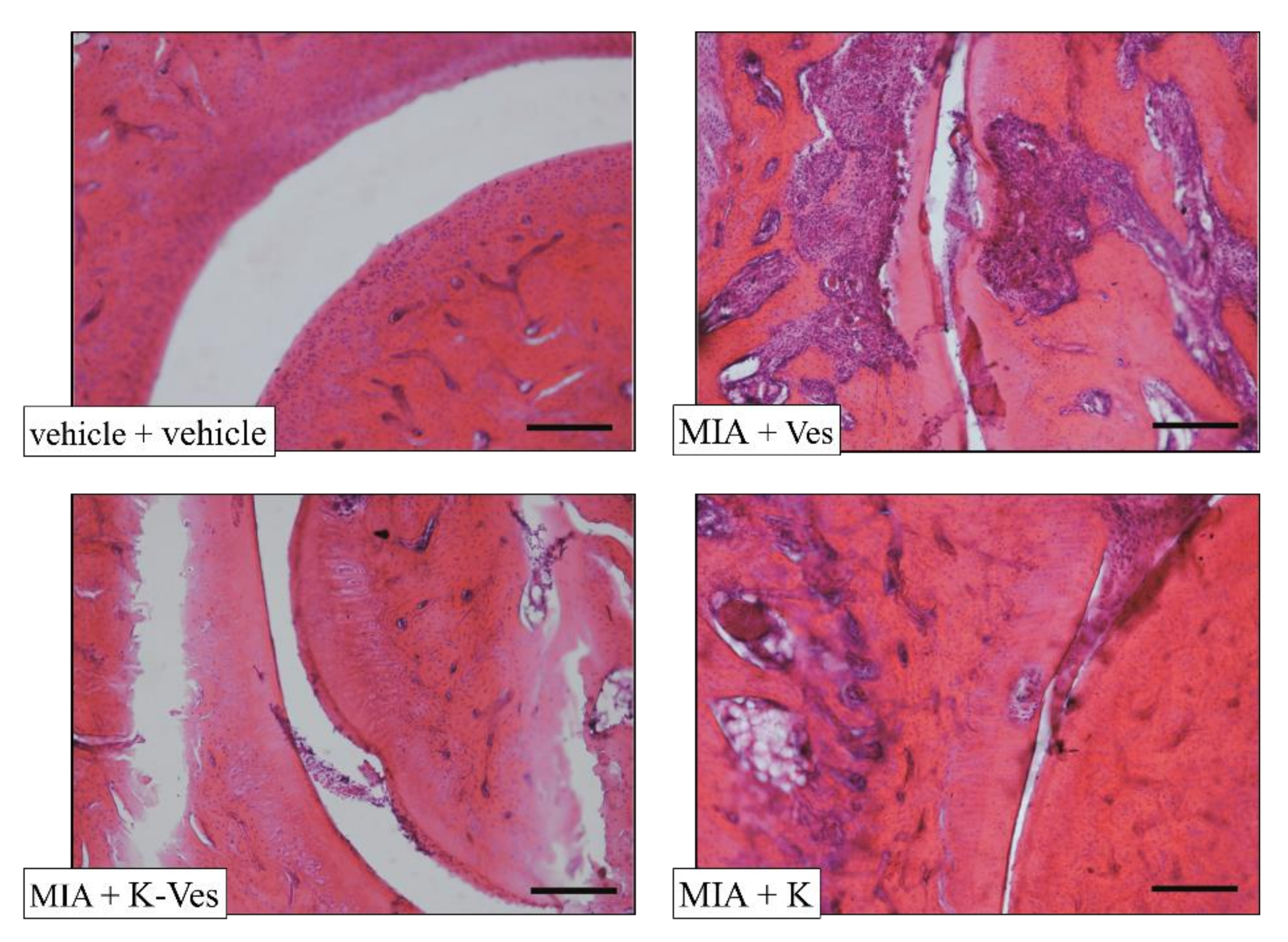 Pharmaceutics 13 01275 g009 Pharmaceutics 13 01275 g009