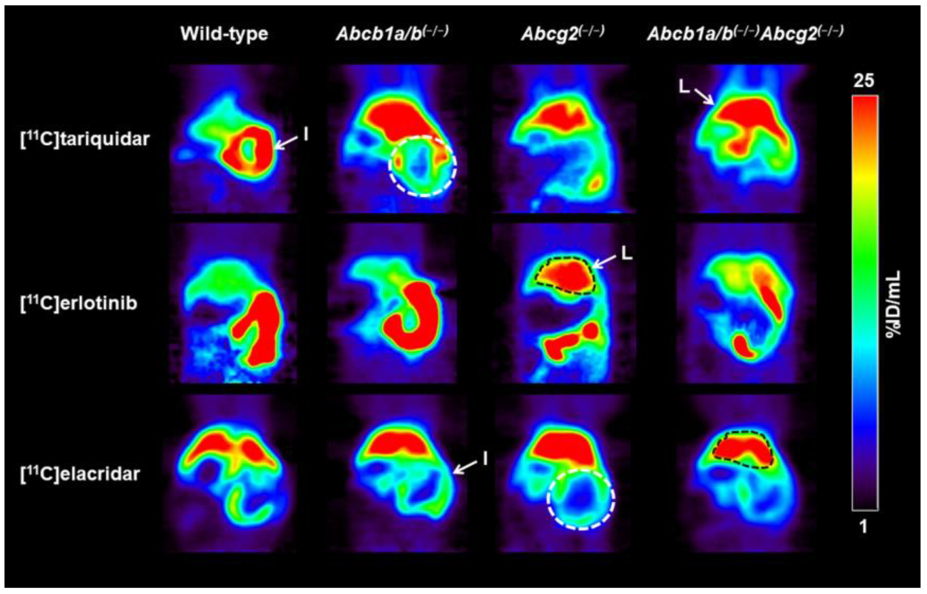 Pharmaceutics 13 01286 g004 Pharmaceutics 13 01286 g004
