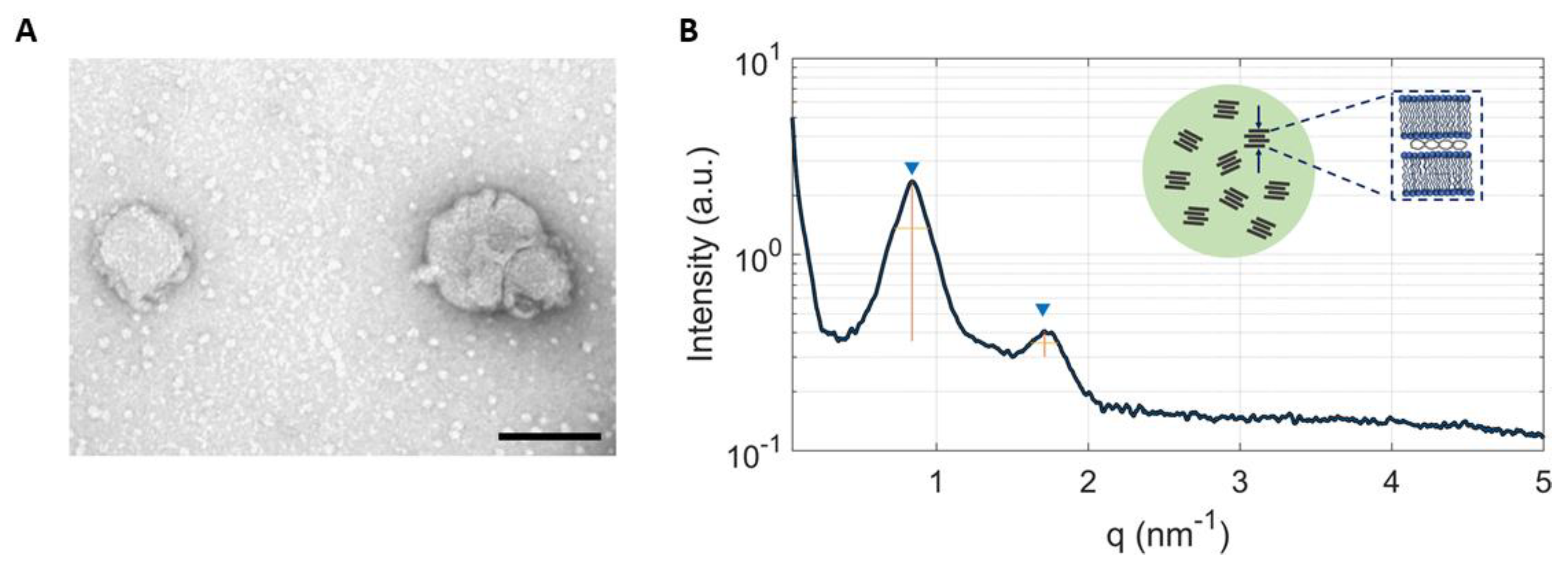 Pharmaceutics 13 01292 g003 Pharmaceutics 13 01292 g003