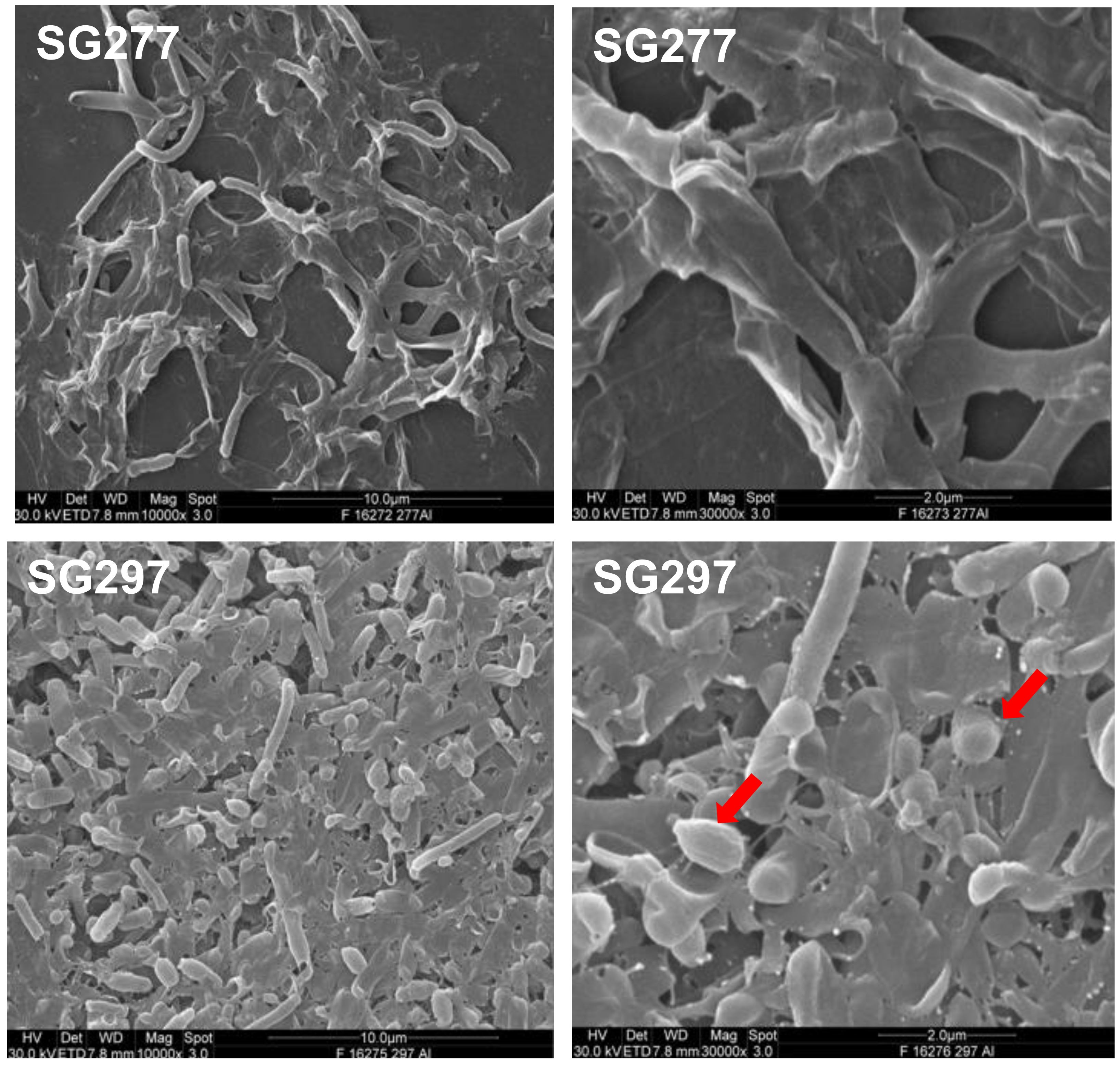 Pharmaceutics 13 01296 g005