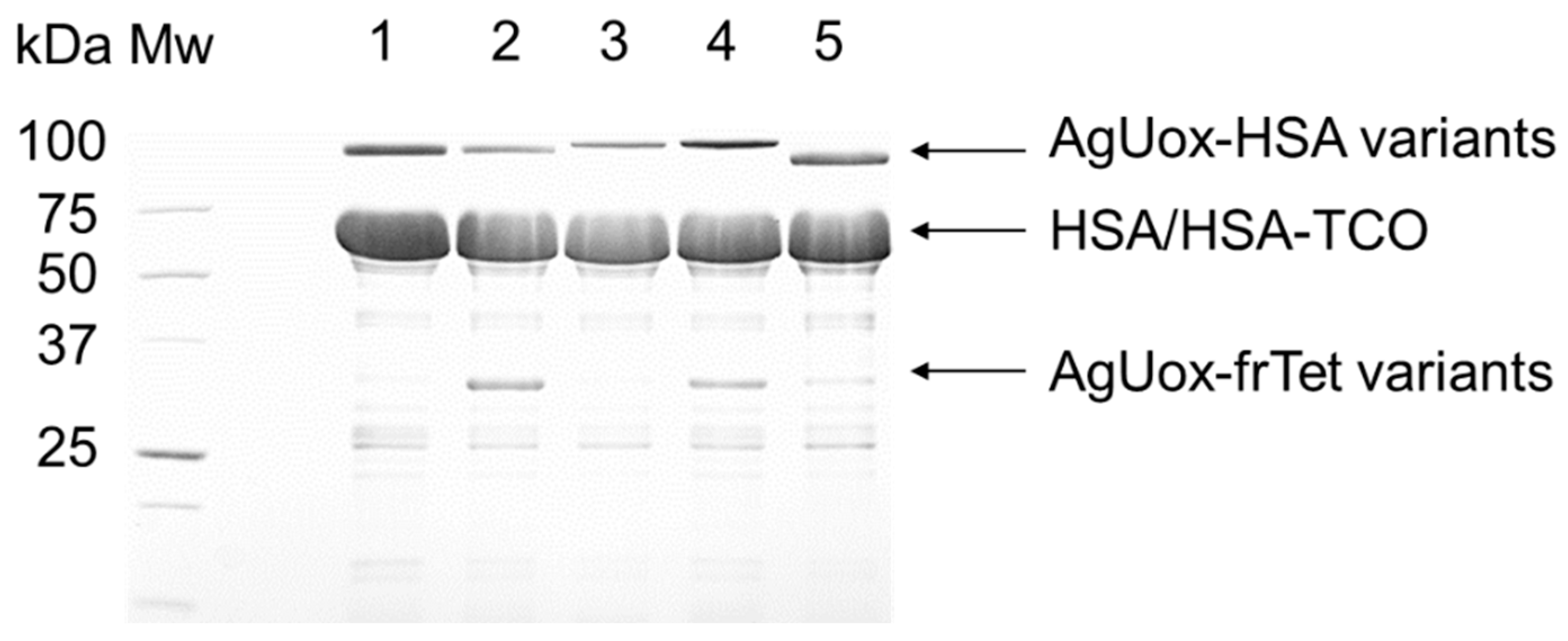 Pharmaceutics 13 01298 g005