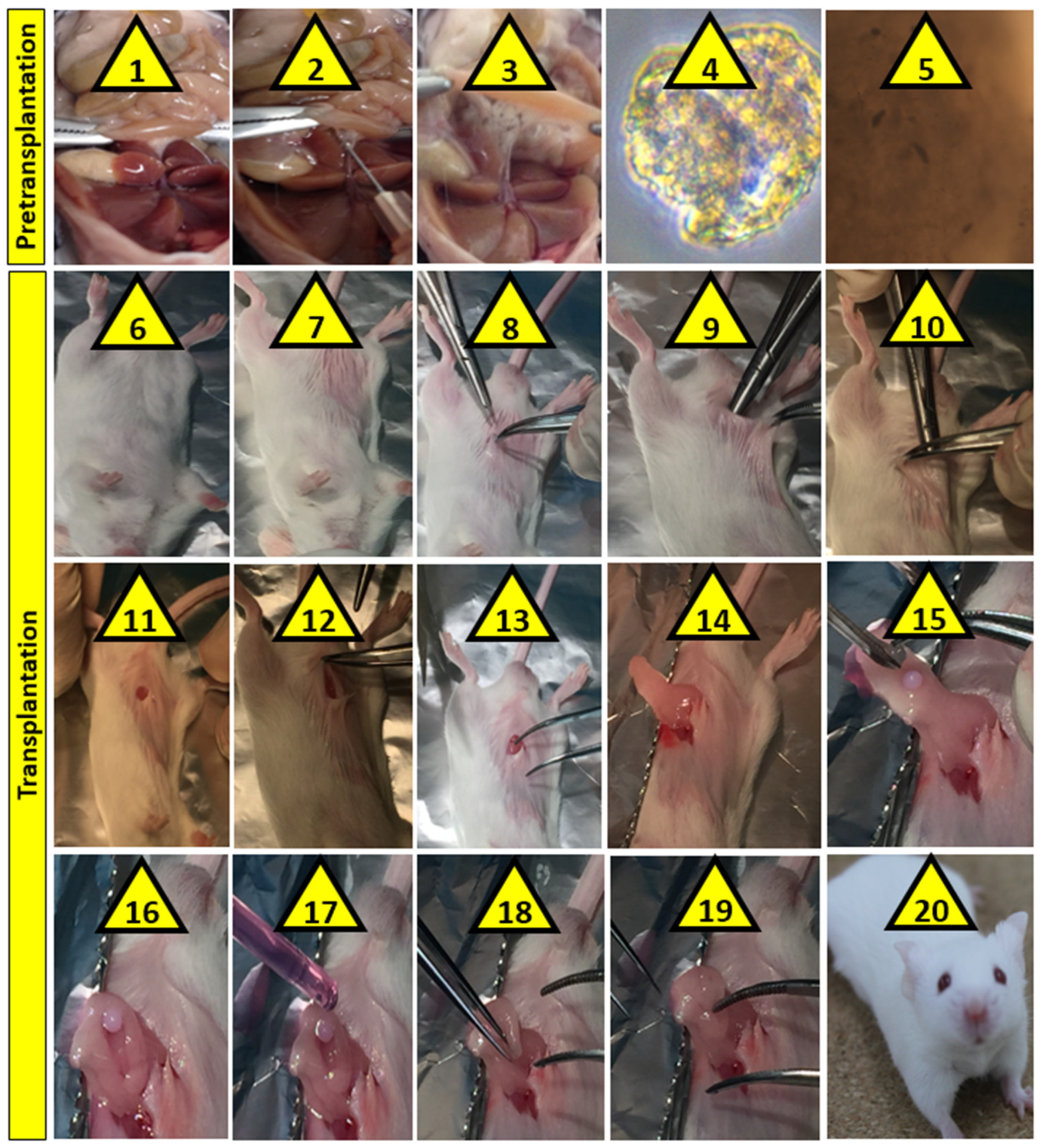 Pharmaceutics 13 01304 g001 550