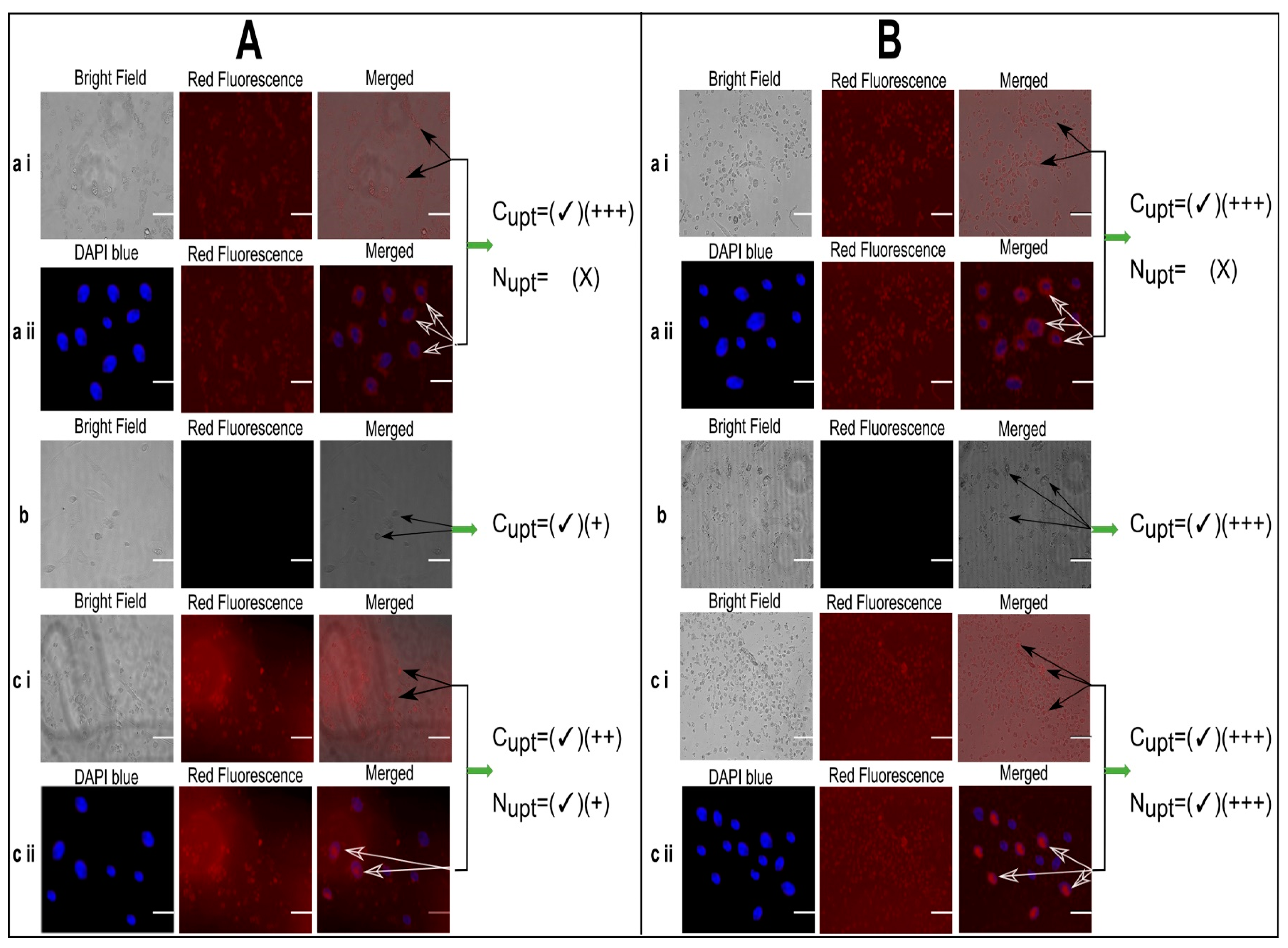 Pharmaceutics 13 01310 g006 550
