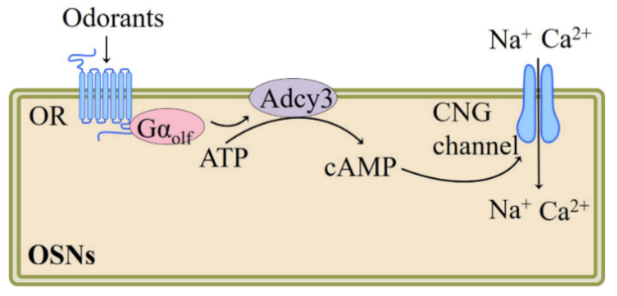 Pharmaceutics 13 01314 g001 Pharmaceutics 13 01314 g001