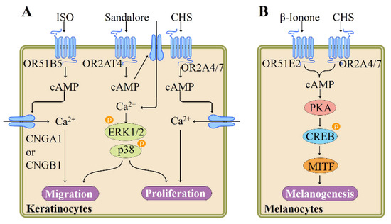 Role of ectopic olfactory receptors in glucose and lipid