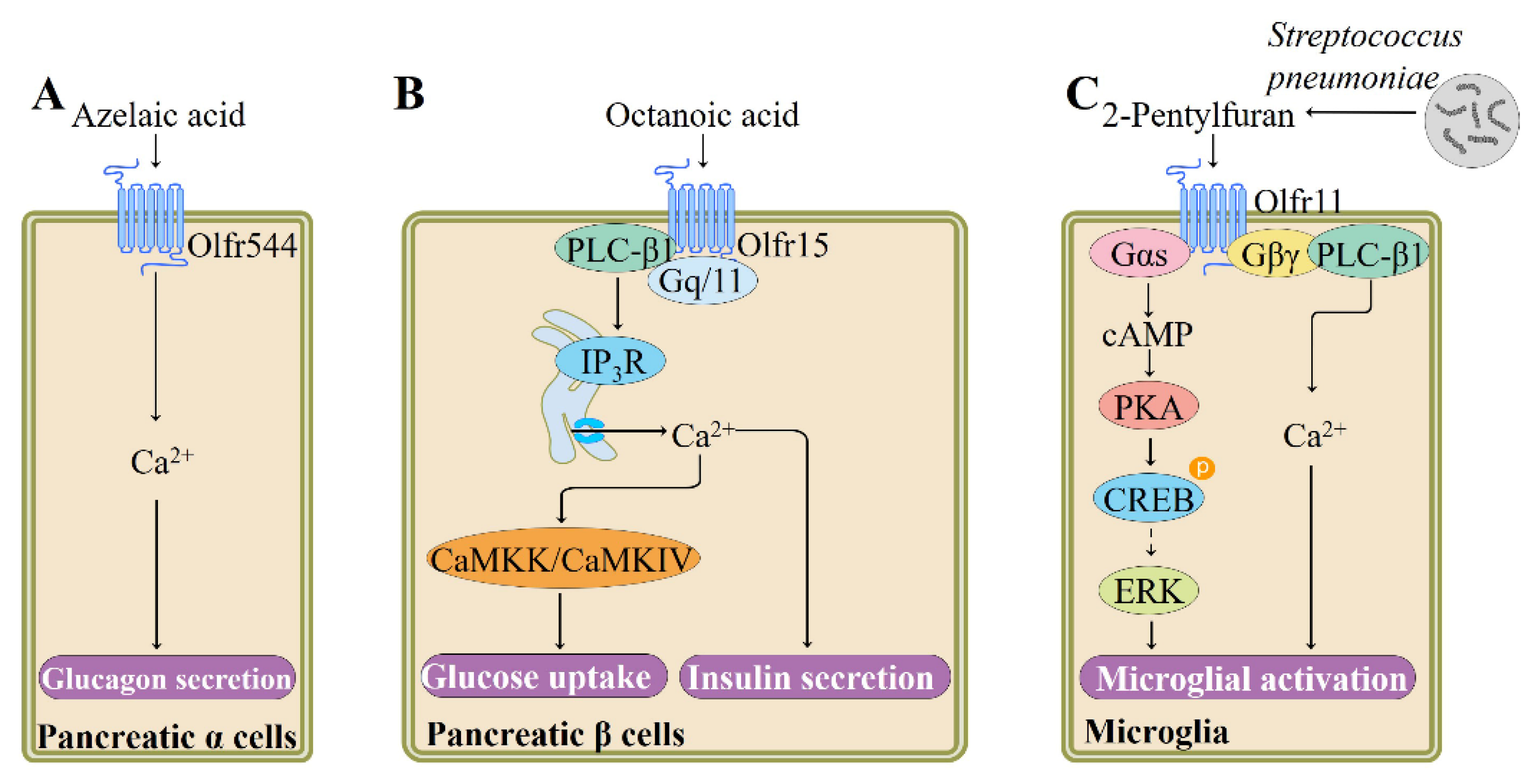 Role of ectopic olfactory receptors in glucose and lipid