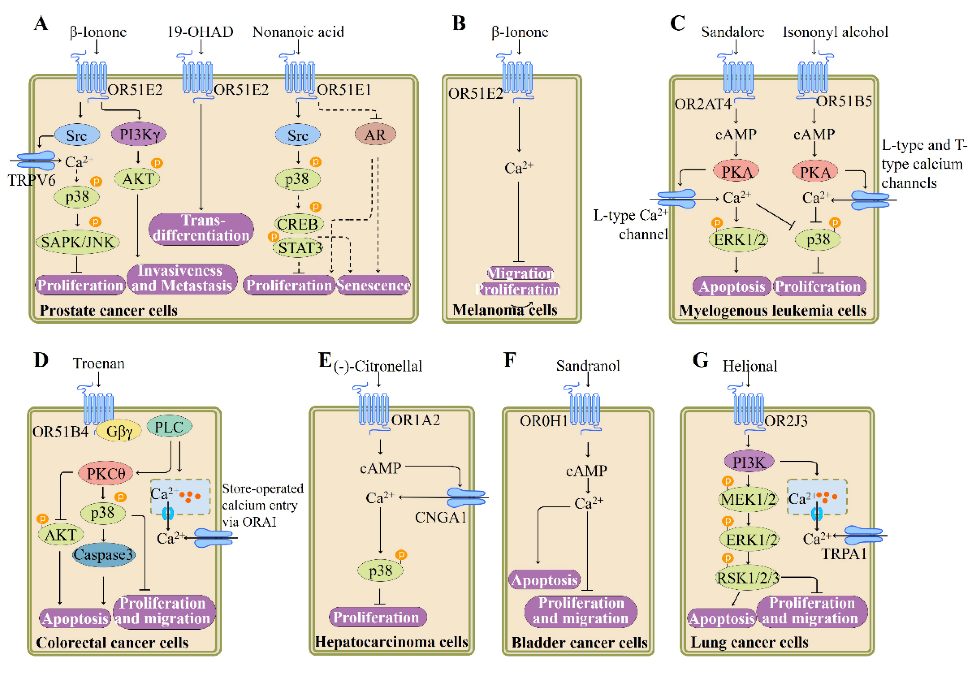 Pharmaceutics 13 01314 g006 Pharmaceutics 13 01314 g006