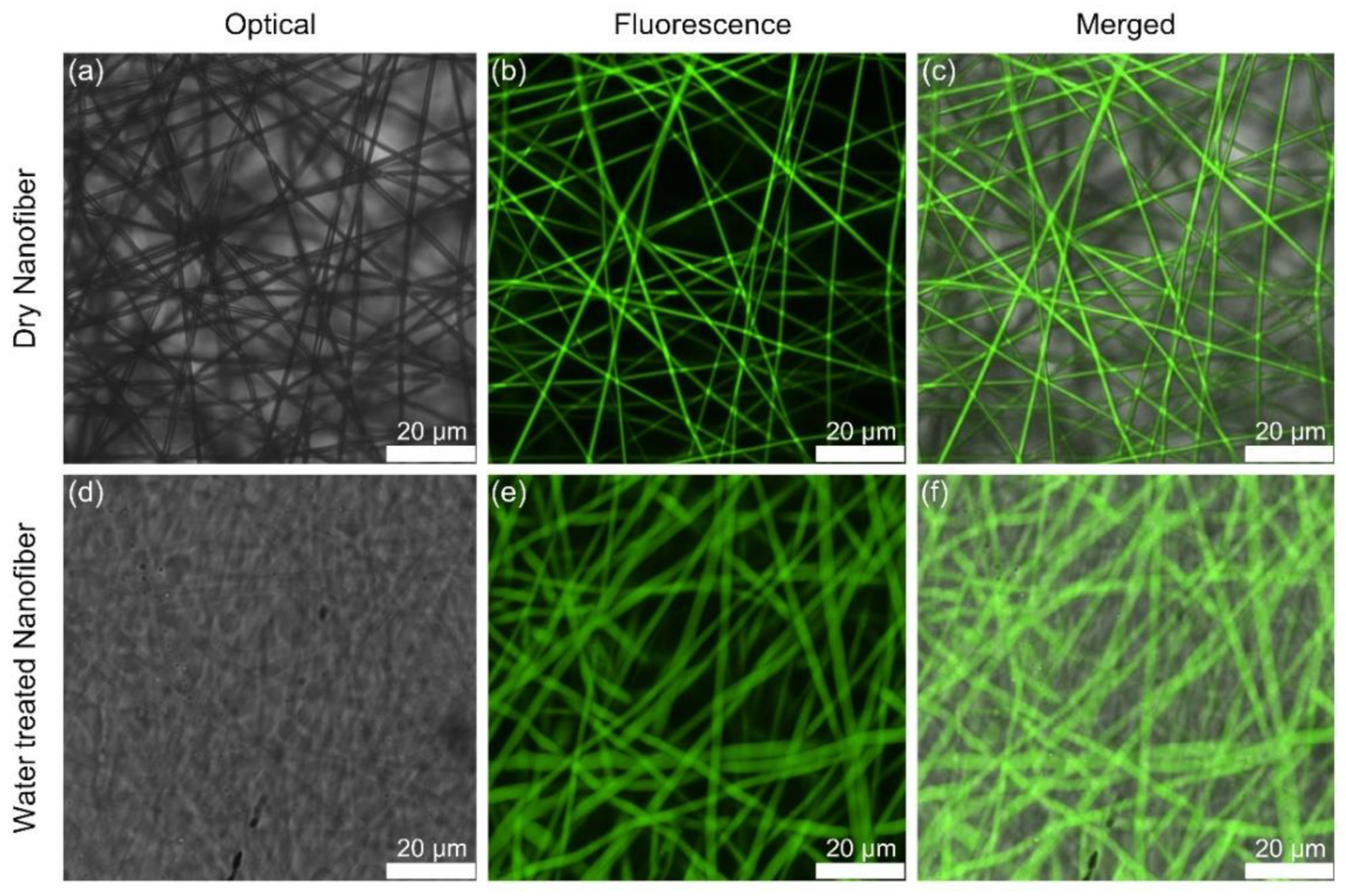 Pharmaceutics 13 01319 g003