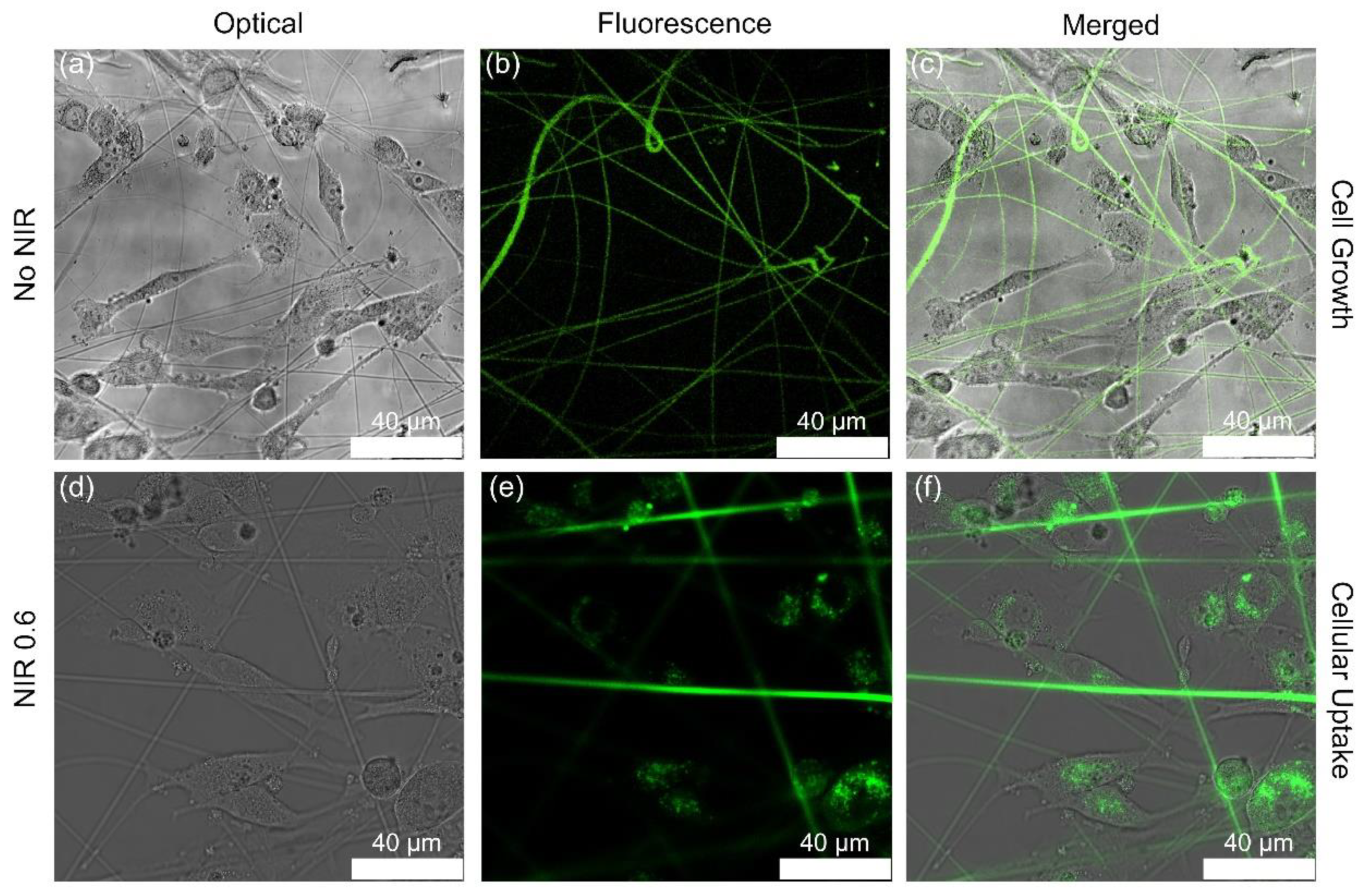 Pharmaceutics 13 01319 g007