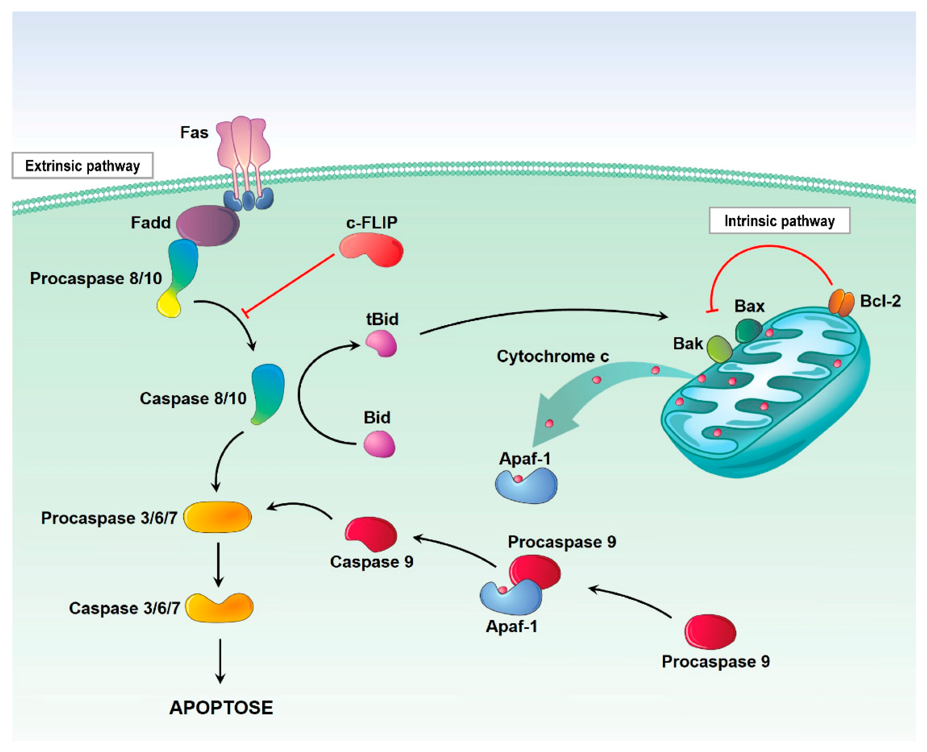 Pharmaceutics 13 01321 g001 550