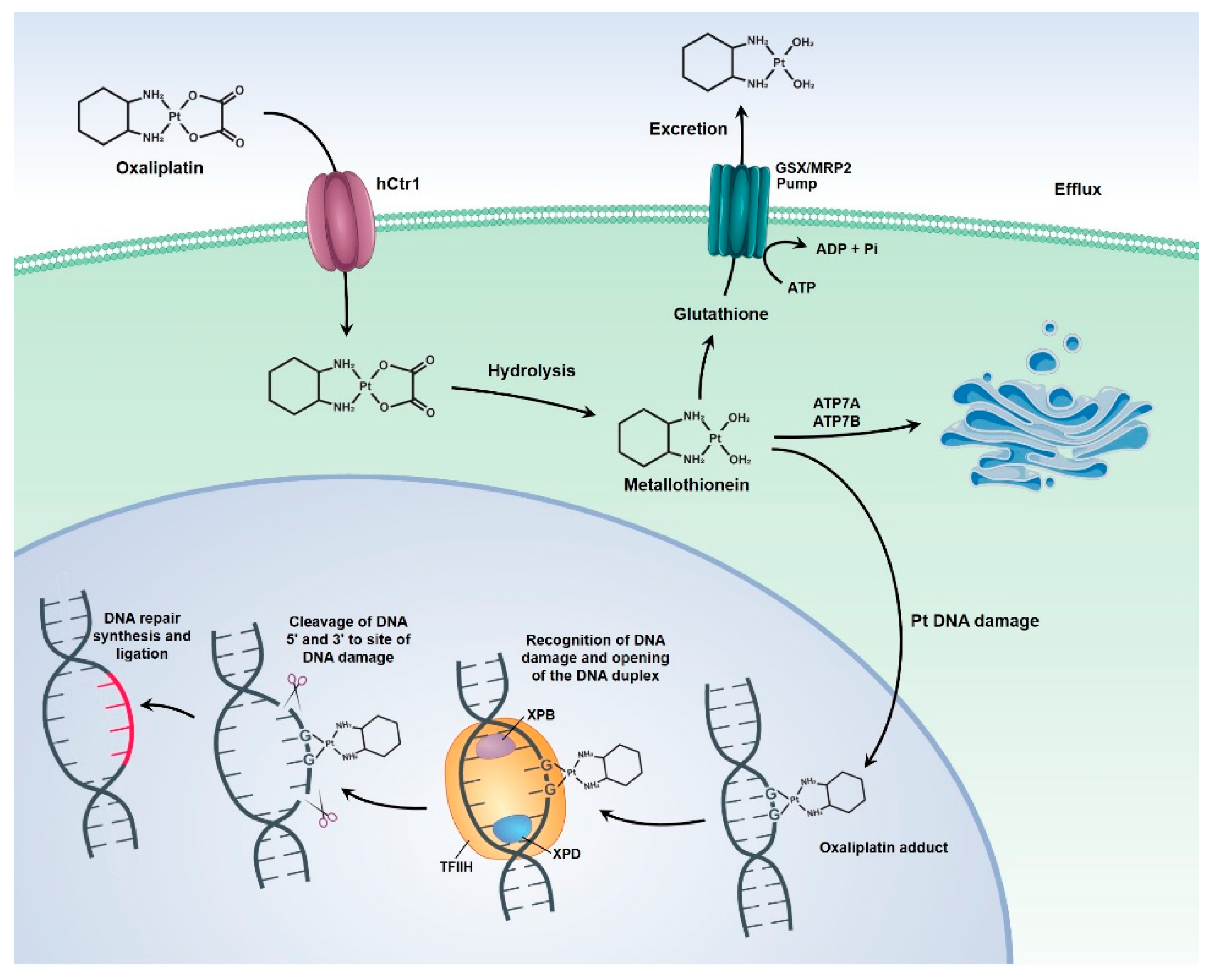 Pharmaceutics 13 01321 g003 550