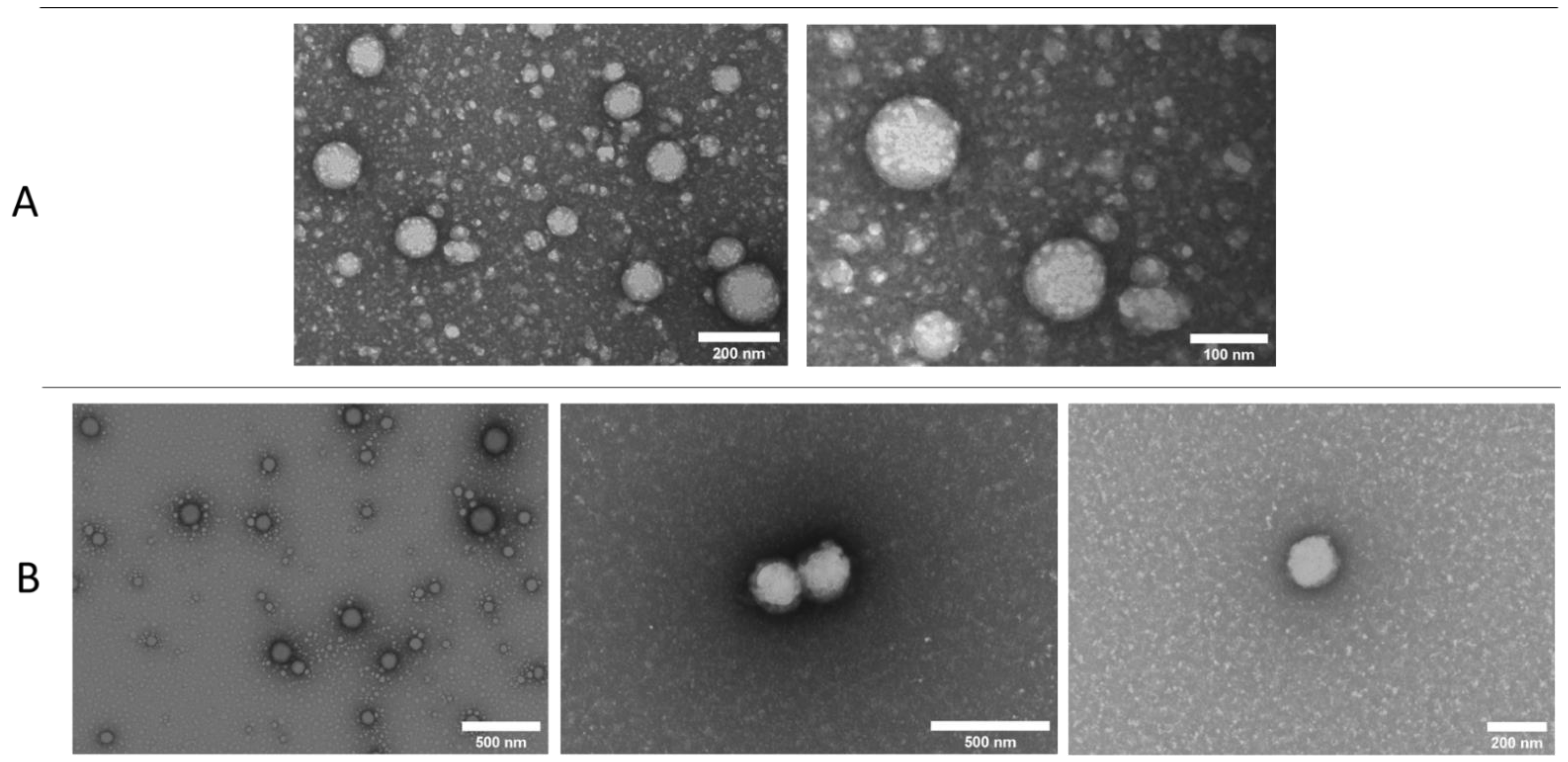 Pharmaceutics 13 01322 g003