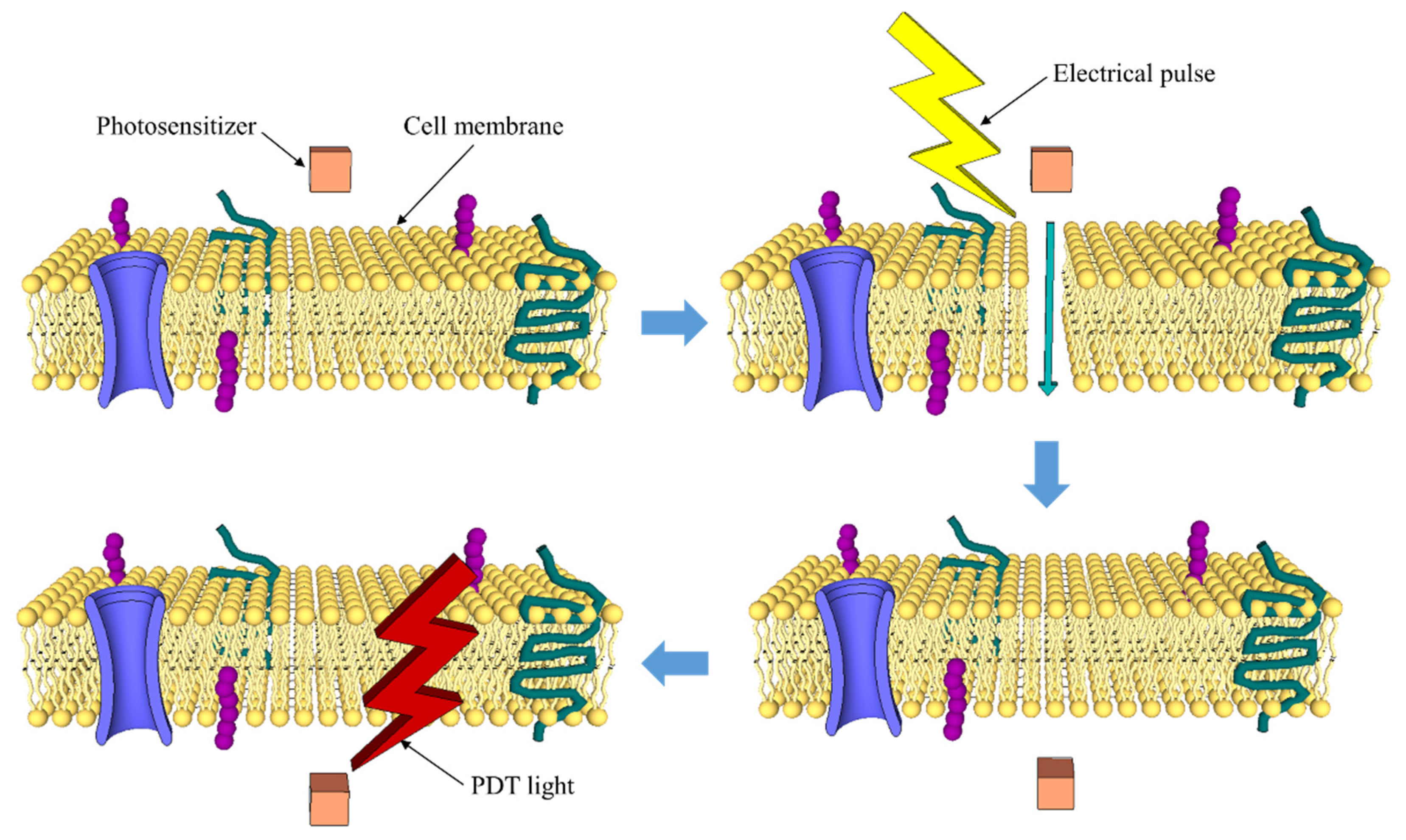 Pharmaceutics 13 01332 g004